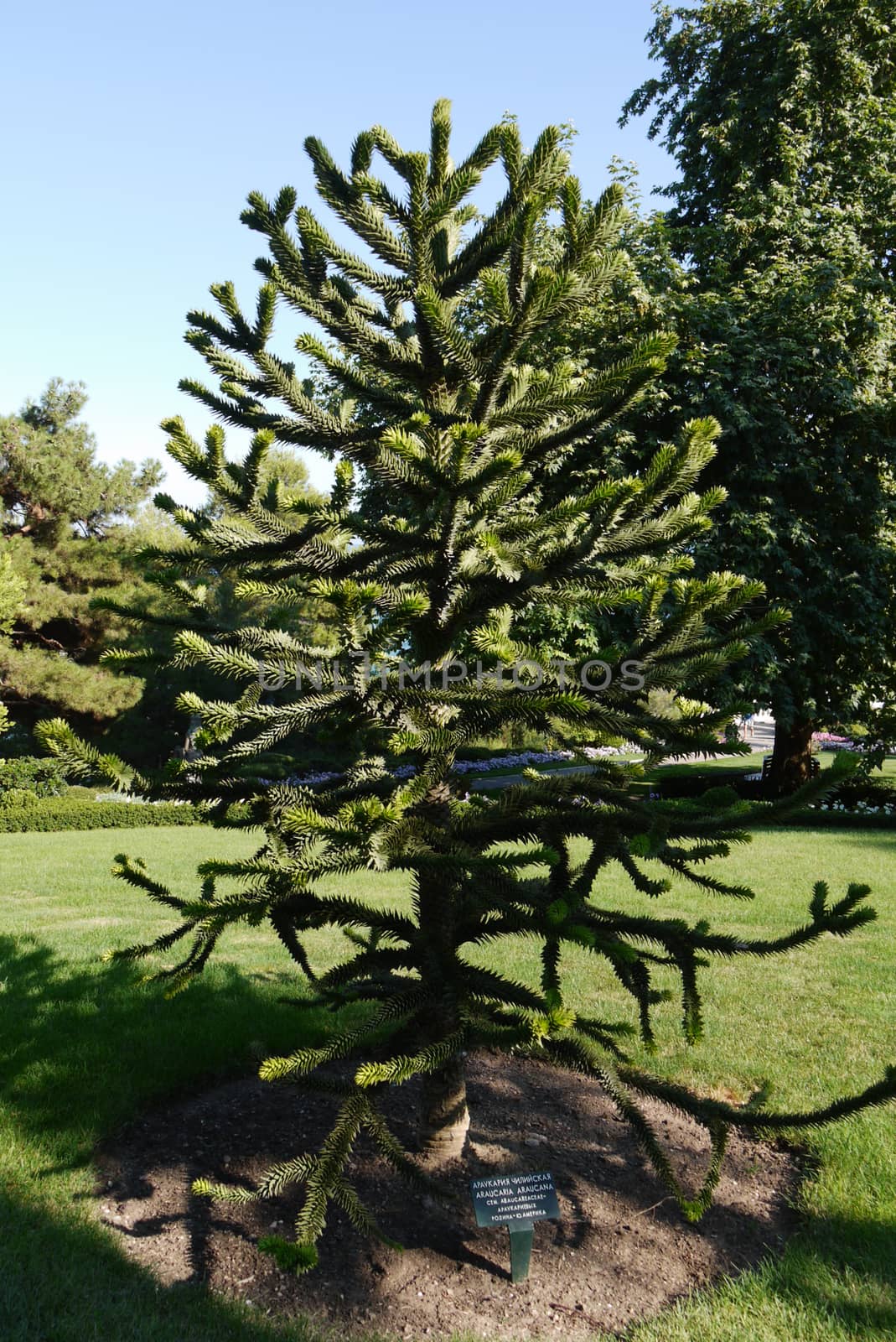 Exotic rare young spruce growing in a park on a green lawn with a sign under it with a detailed name and the kind of tree.