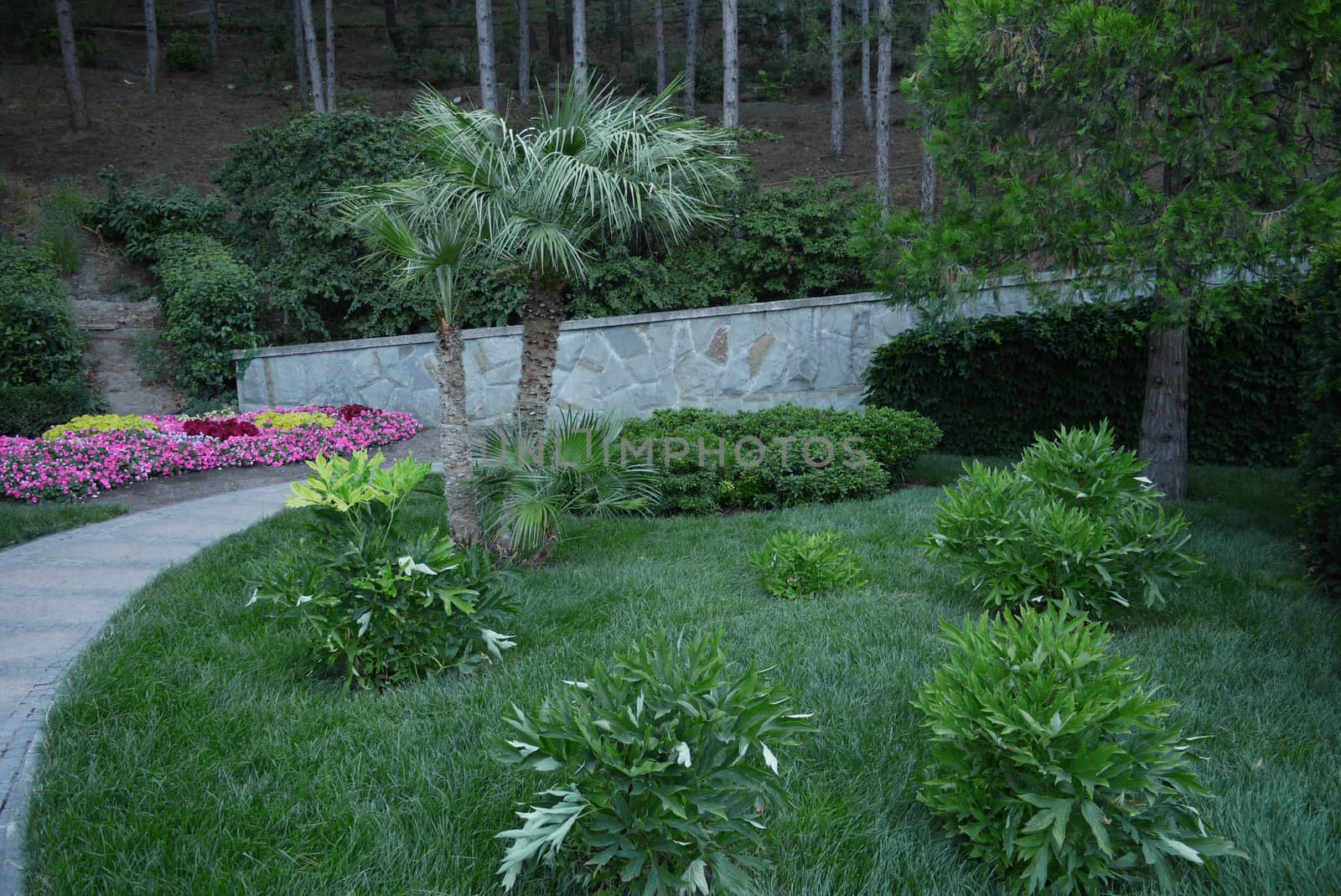 All possible plants on one photo. Palms and bushes in the foreground, trees in the back and different flowers around