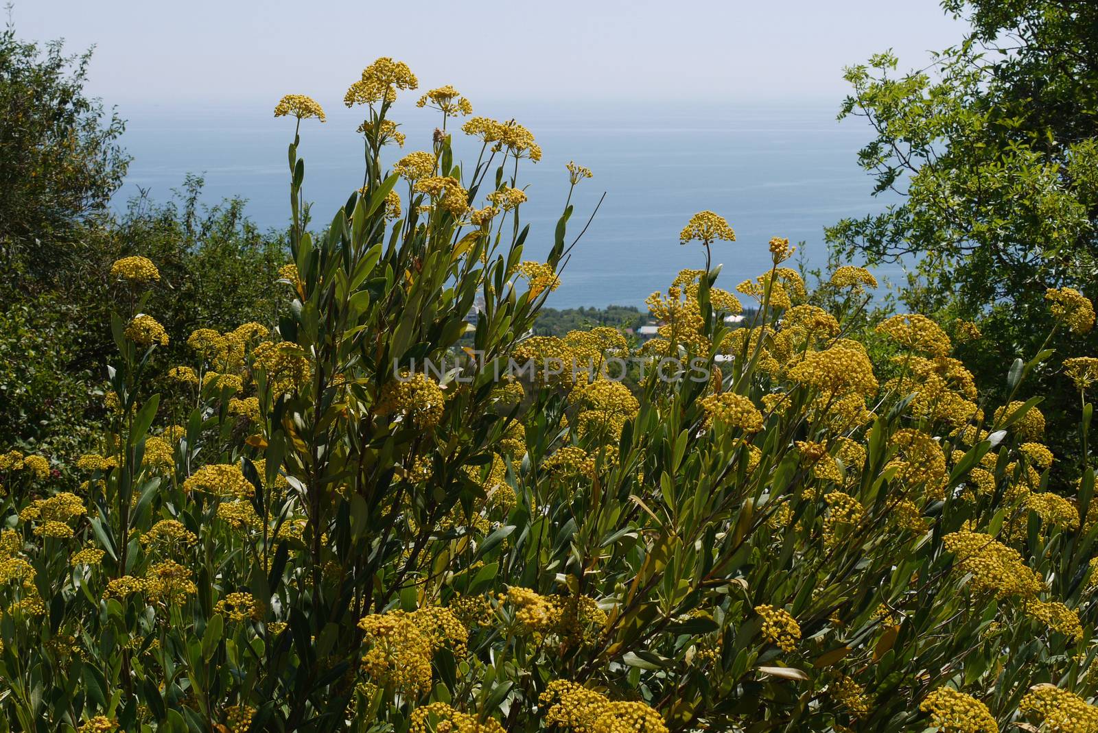 fragrant yellow flowers on the background of the boundless black sea