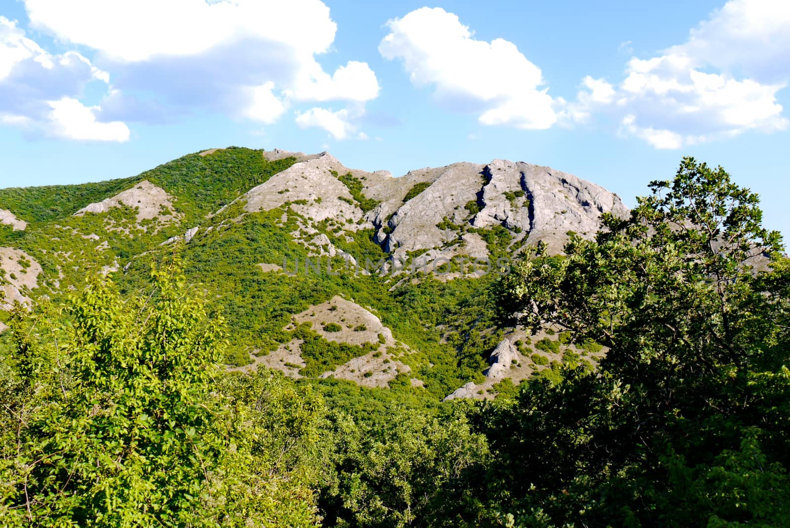 A magnificent green forest under a blue sky on the background of grass-covered mountains by Adamchuk