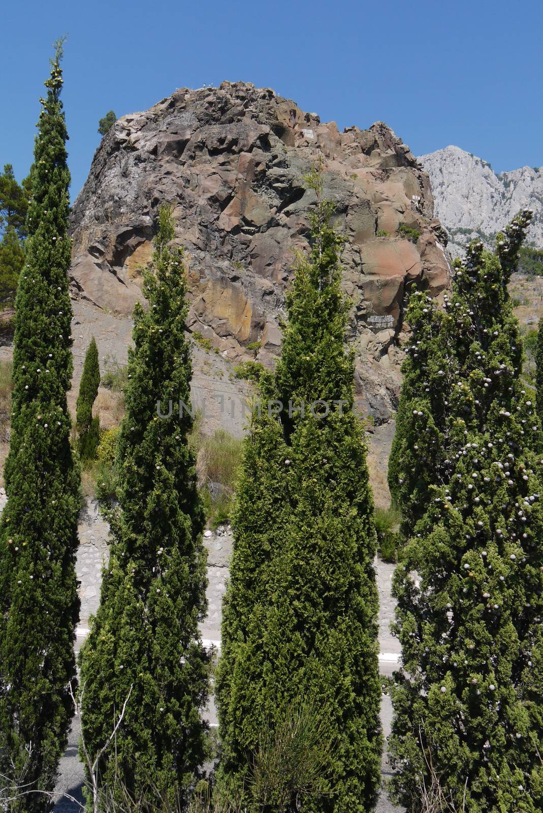 tall, slender trees under a blue sky on the background of a large stone