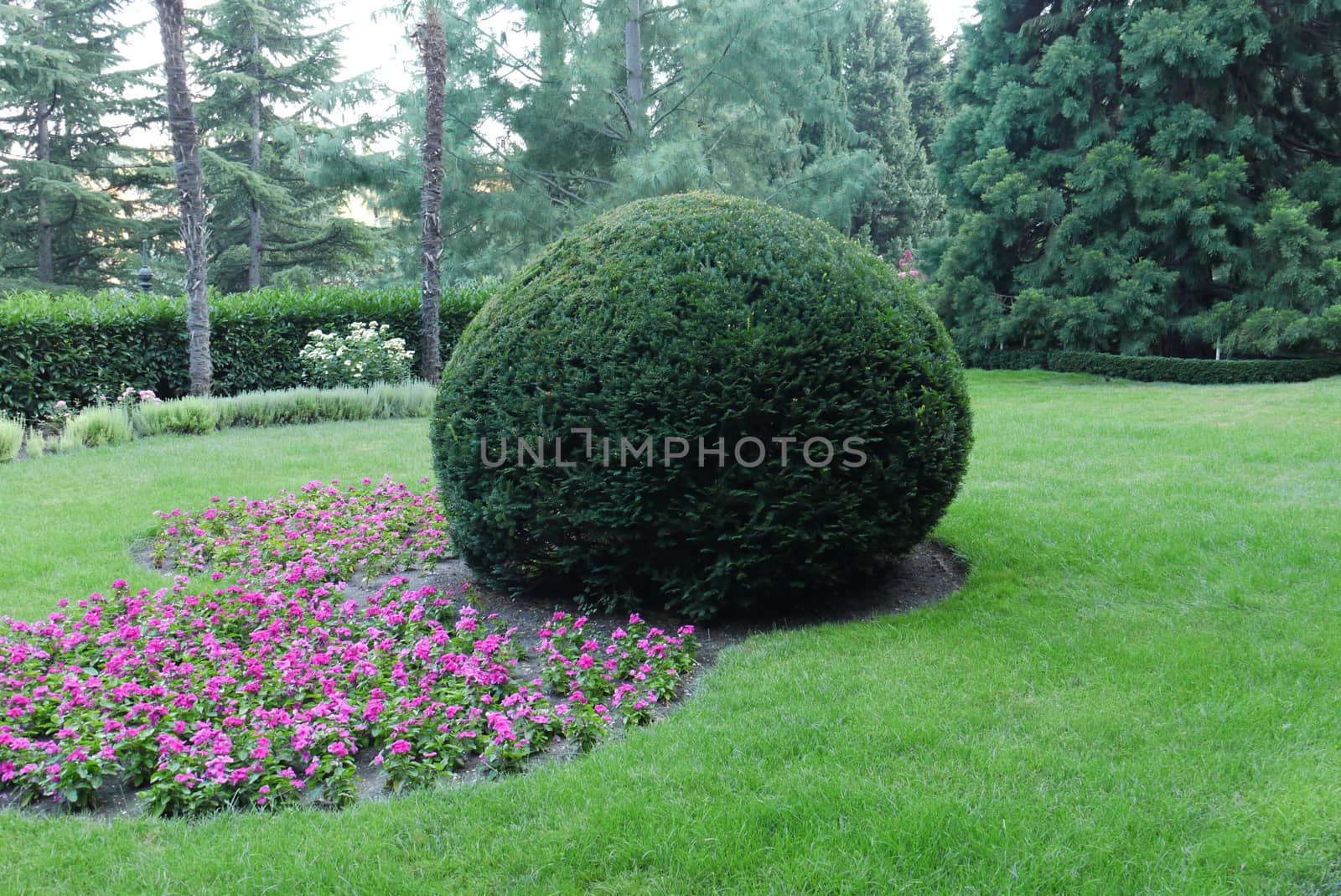 Small pink flowers next to a large lush decorative bush on a green lawn by Adamchuk