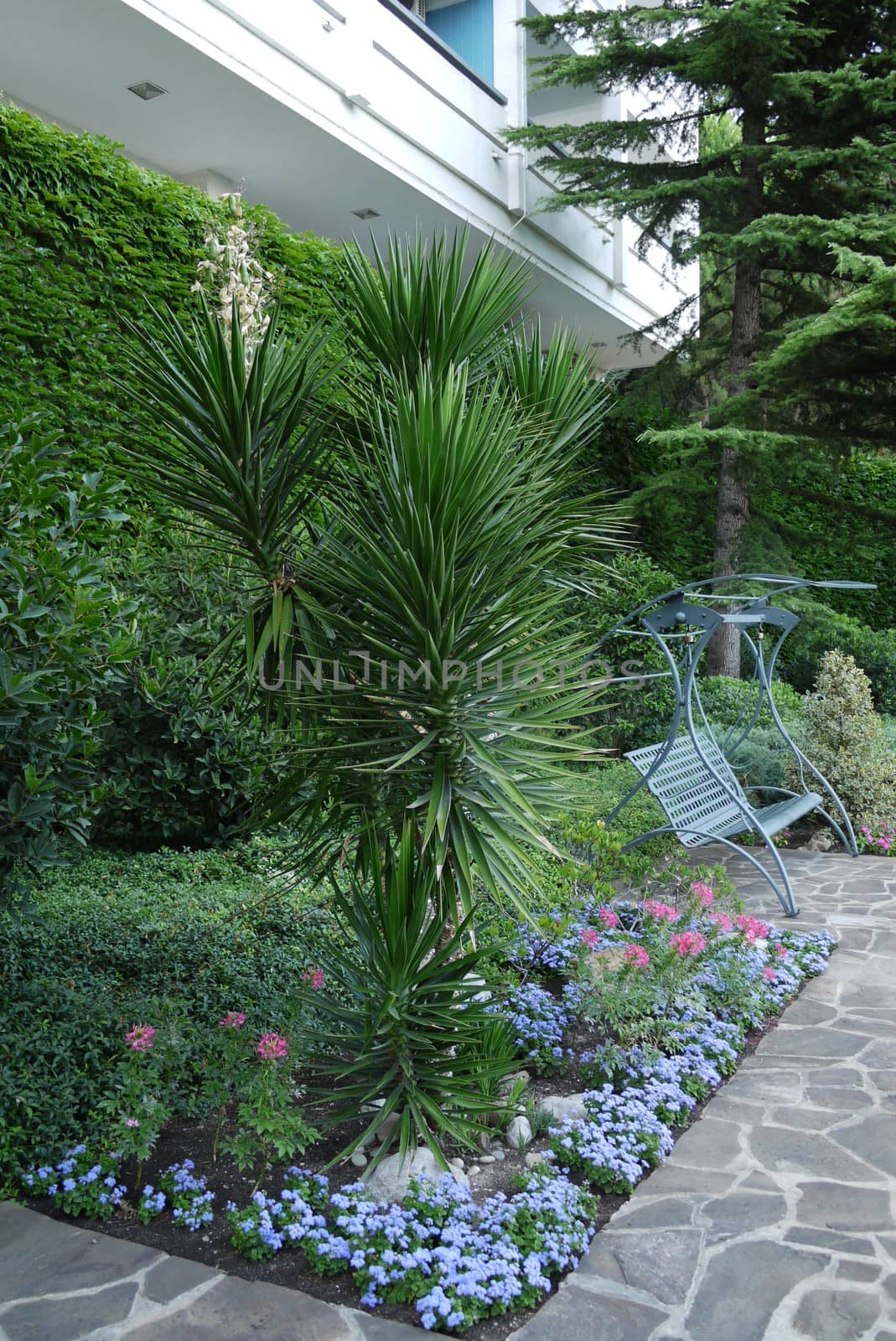 beautiful exotic palm yukka on a flowerbed near a metal swing. The place for rest under the window of the house by Adamchuk
