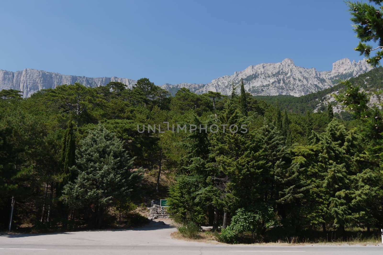 thick green trees under a blue sky on the background of high steep mountains by Adamchuk