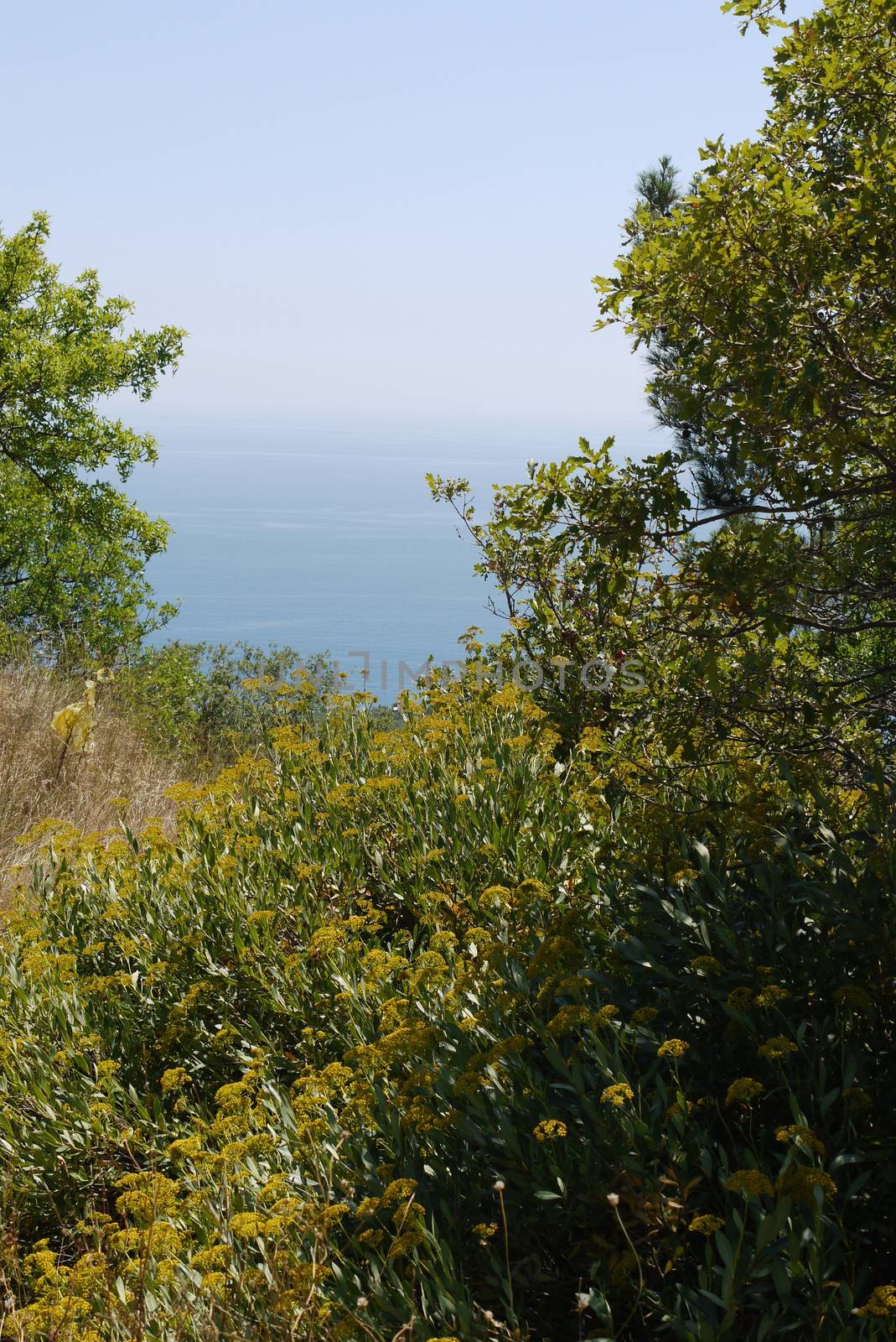 fragrant yellow flowers on the background of the boundless black sea by Adamchuk