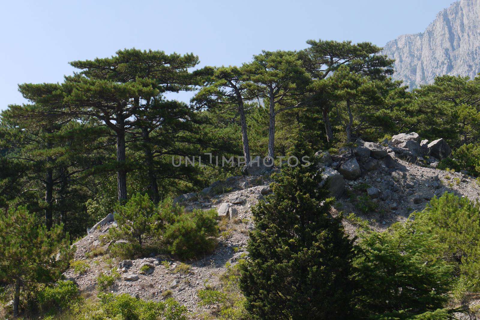 high green trees under a blue sky against the background of high rocks