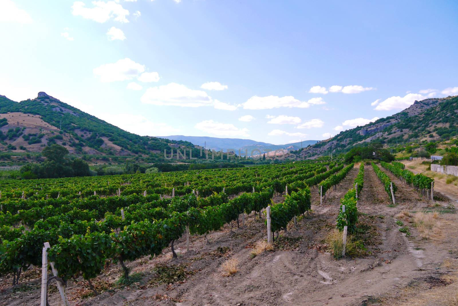 wide grape field under a blue sky on the background of slopes covered with grass by Adamchuk