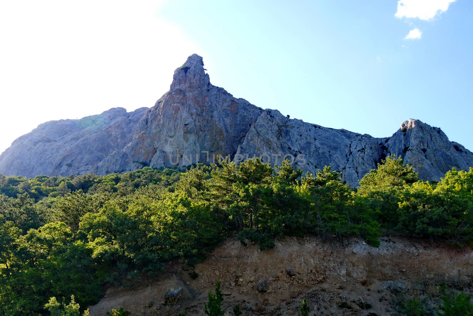 wide dense forest on the background of a steep gray rock under a blue sky