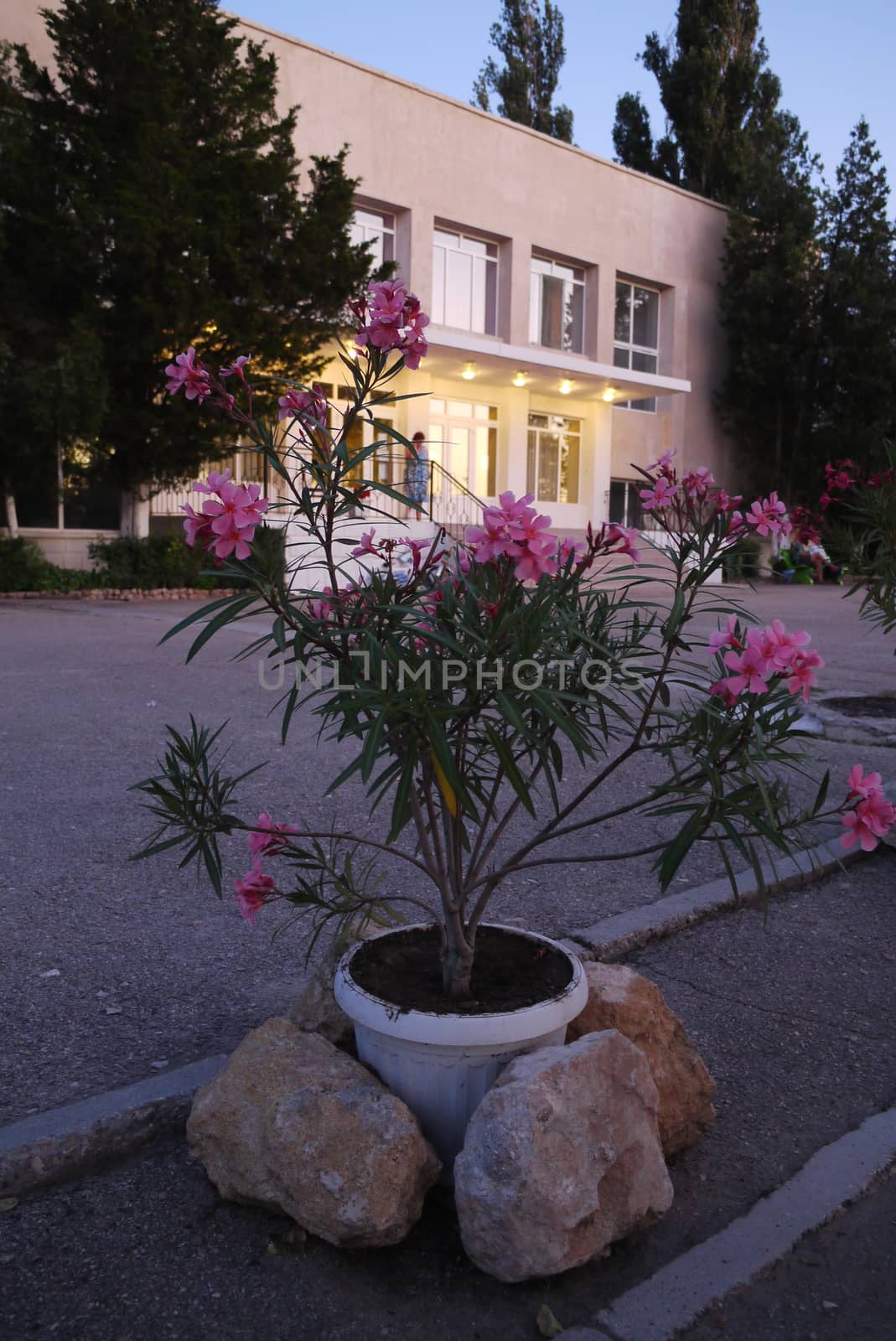 beautiful pink flower on the background of a small modern building