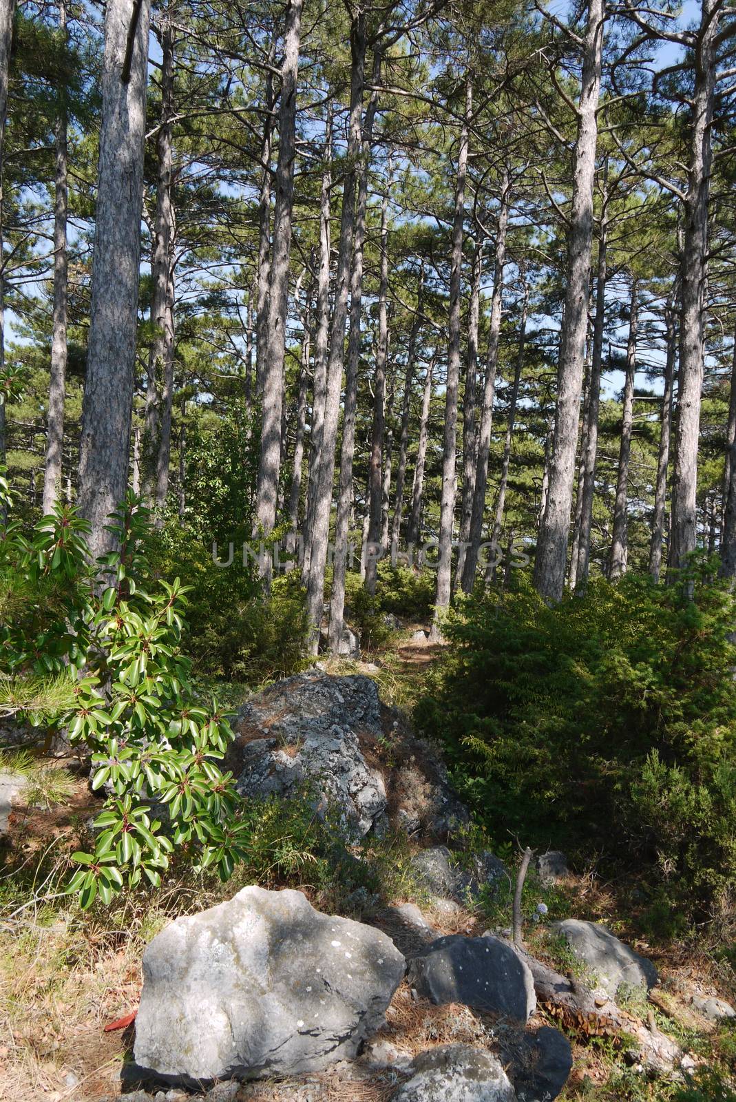 beautiful forest clearing under the sunny blue sky by Adamchuk