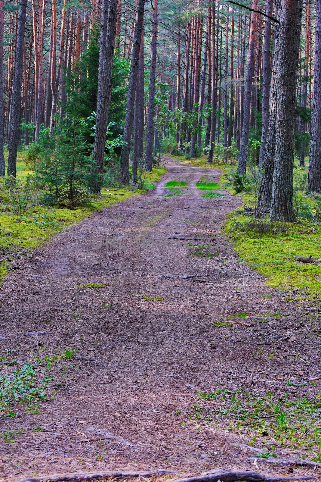 A wide path in the middle of a forest glade surrounded by tall, beautiful trees by Adamchuk