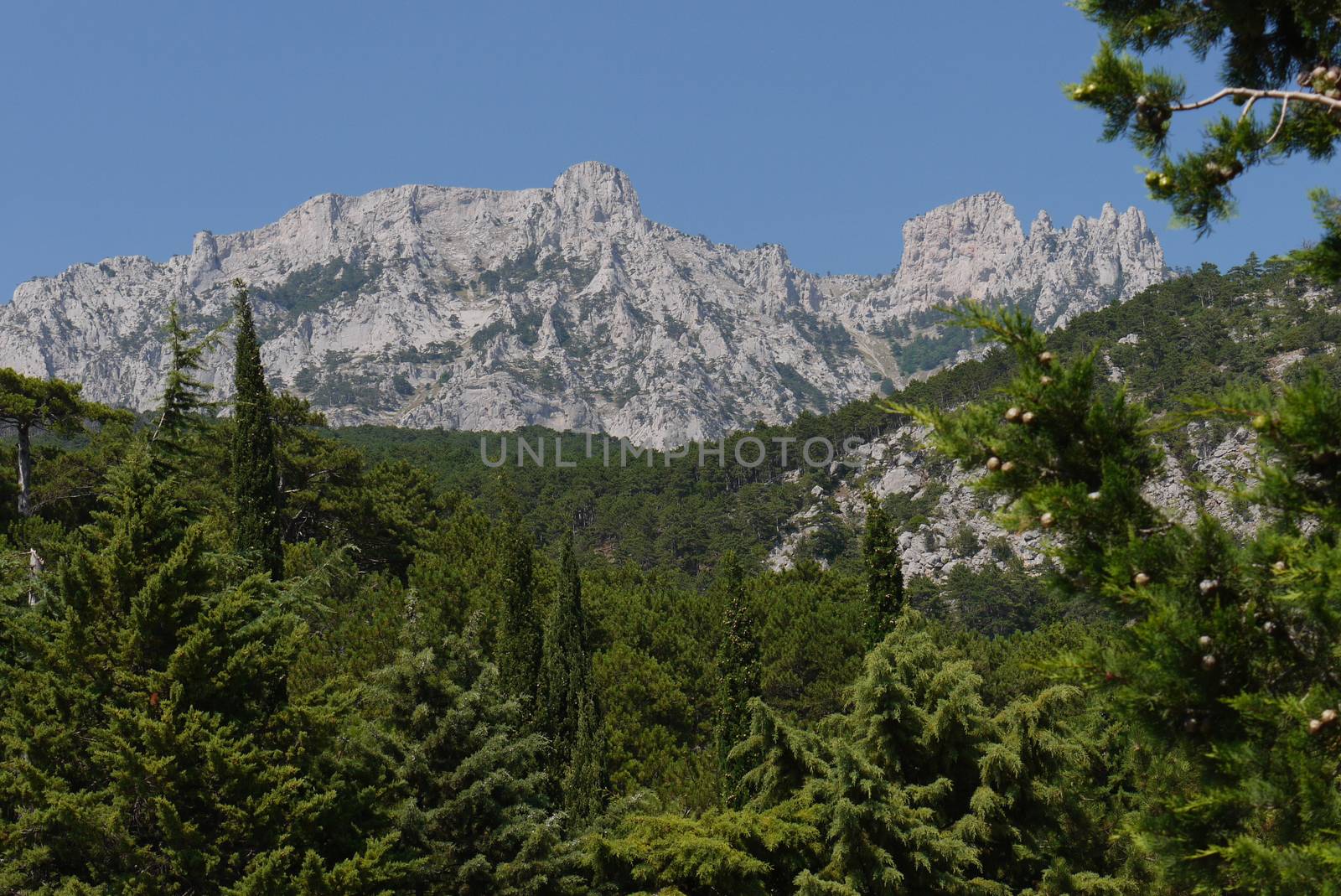 thick green trees under a blue sky on the background of high steep mountains by Adamchuk