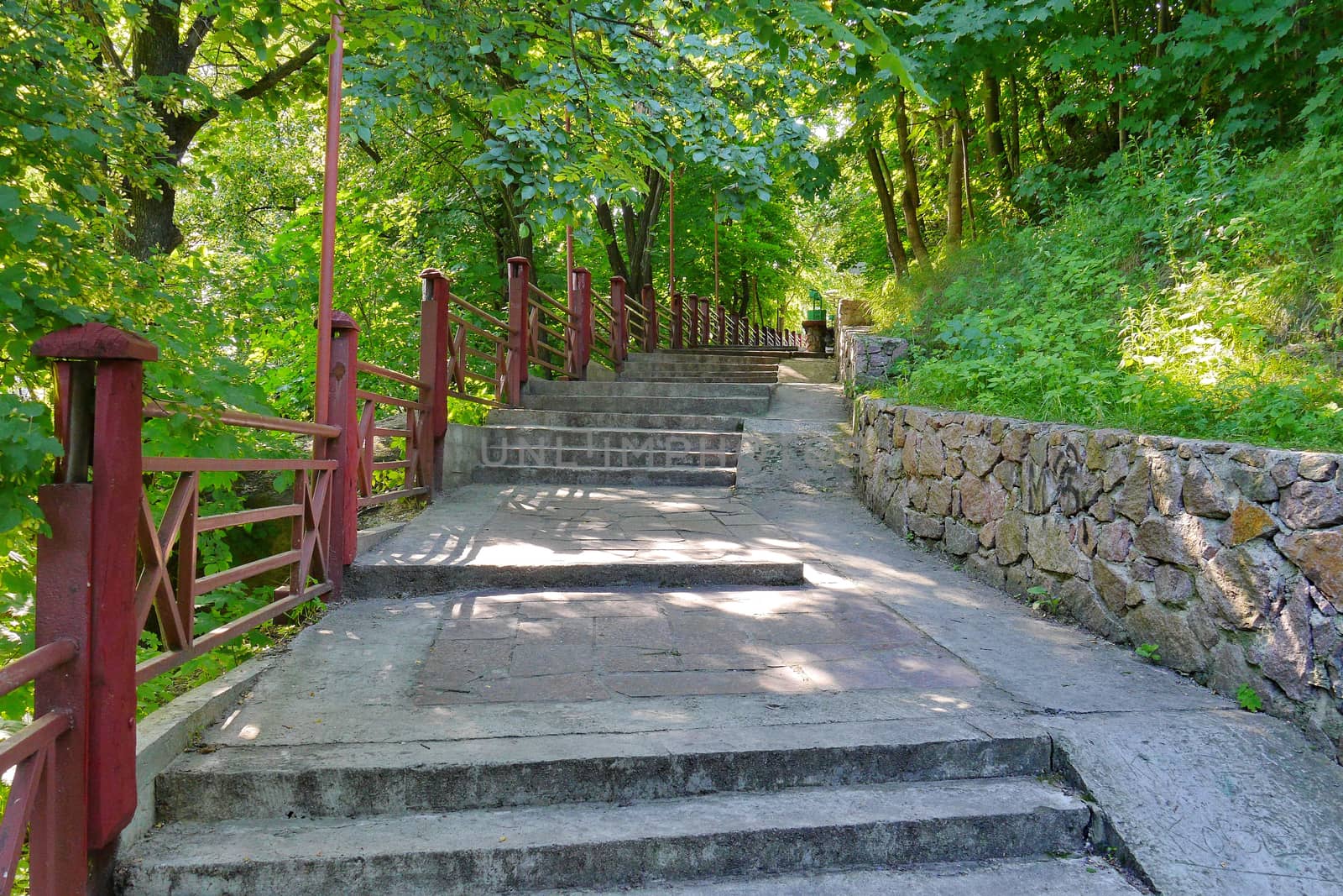 a wide path in the middle of a forest glade surrounded by high dense trees by Adamchuk