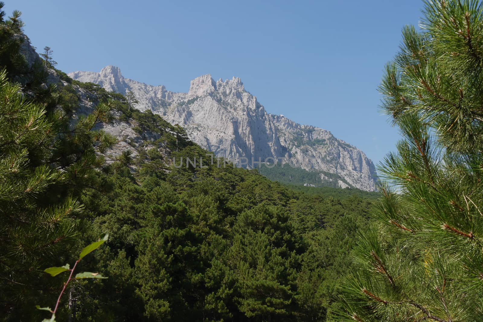 thick green trees under a blue sky on the background of high steep mountains by Adamchuk