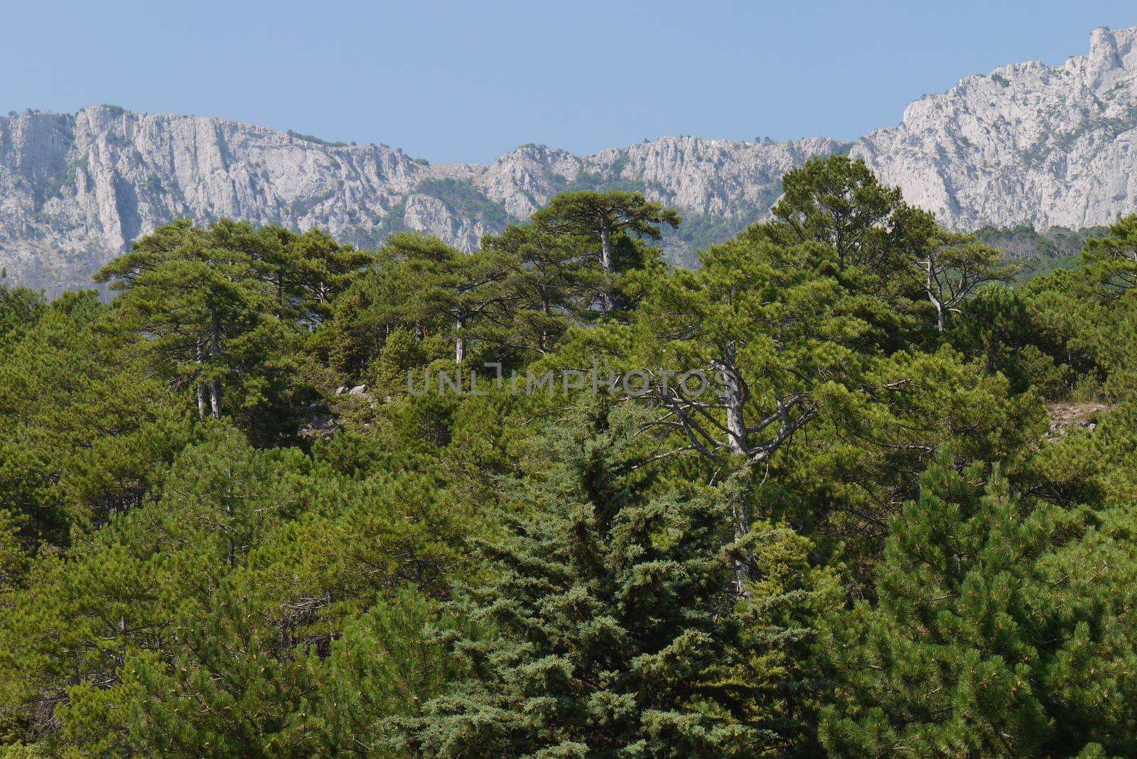 thick green trees under a blue sky on the background of high steep mountains by Adamchuk