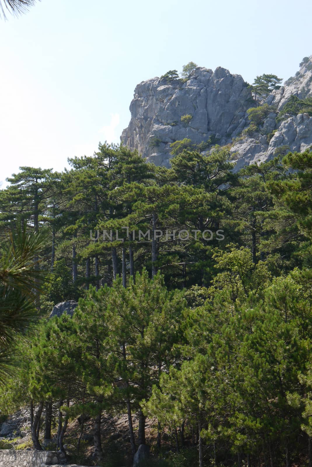 large lush trees under the blue sky on the background of grass-covered mountains