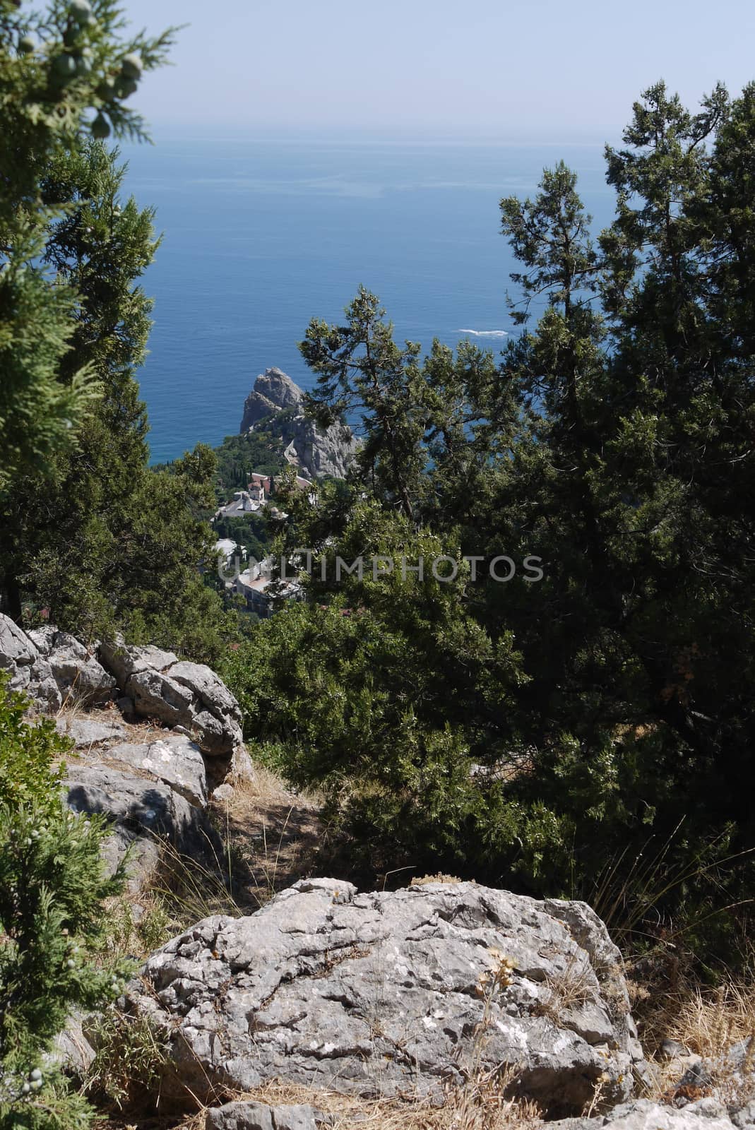 small green trees on the background of the boundless Black Sea and steep cliffs by Adamchuk