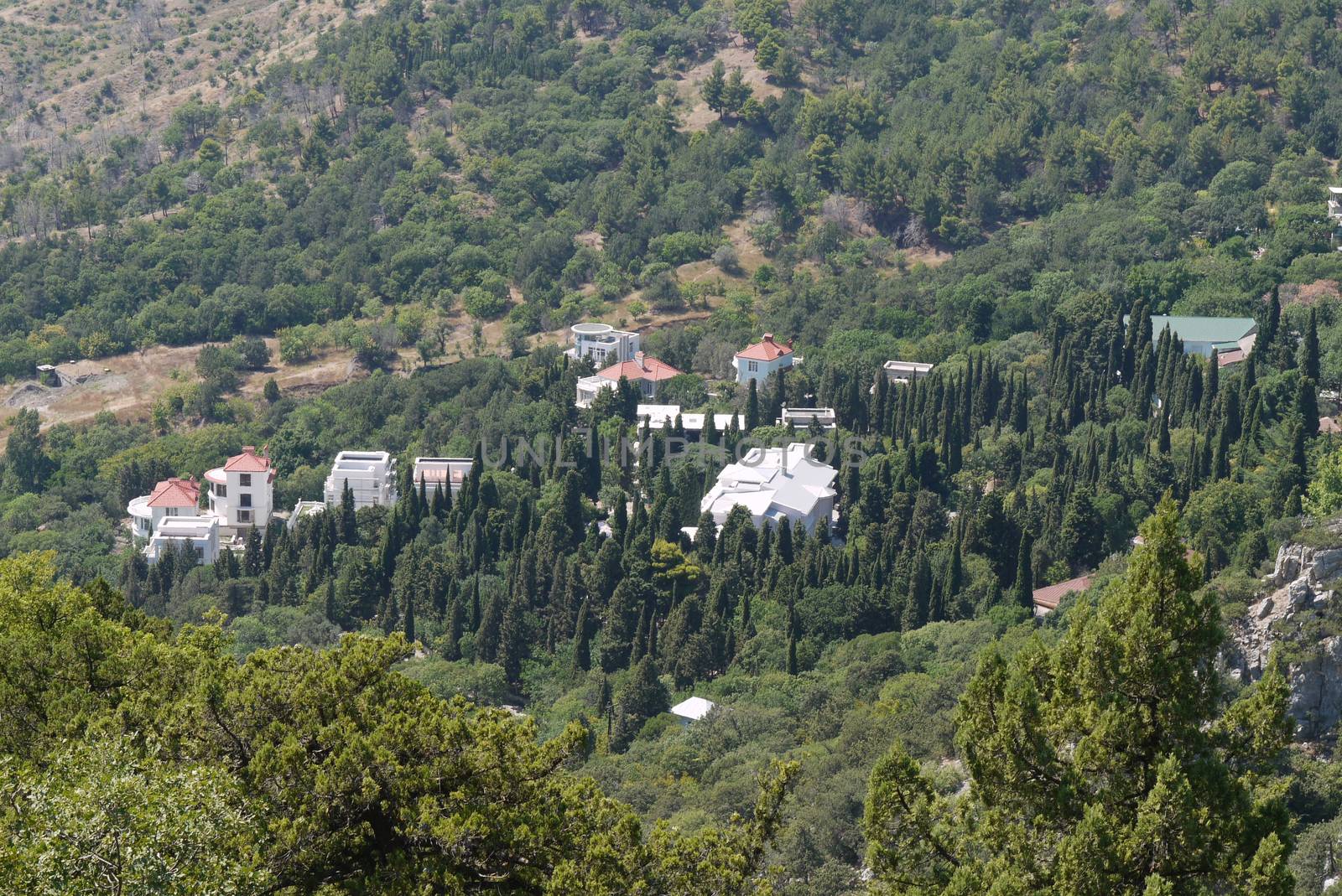 beautiful houses surrounded by dense high trees