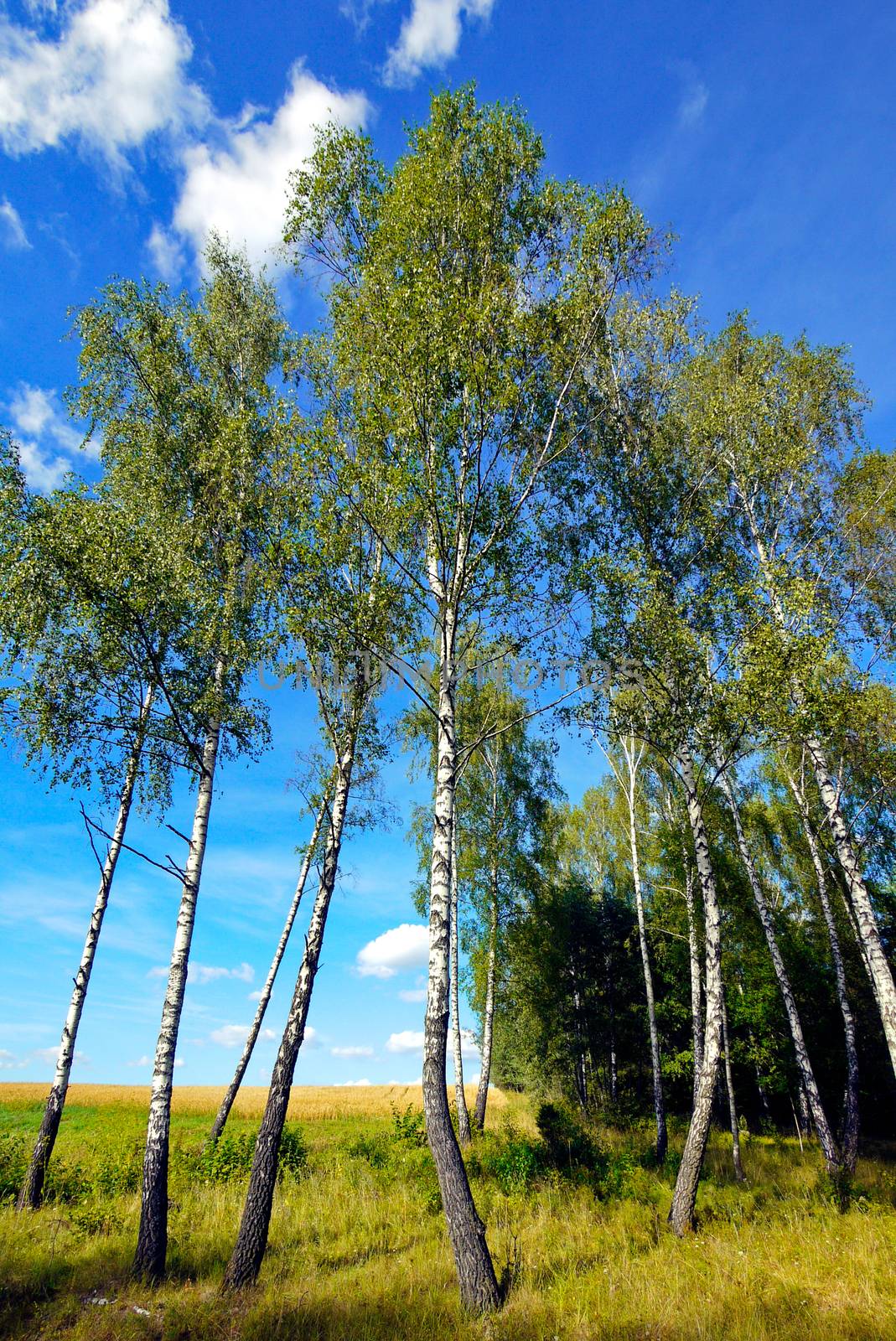 tall, subtle birch beneath a blue sky on the background of a wide infinite field by Adamchuk