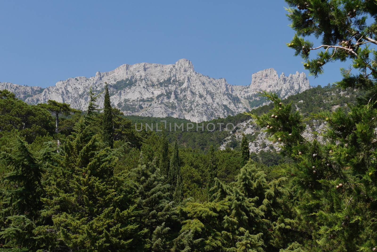 thick green trees under a blue sky on the background of high steep mountains