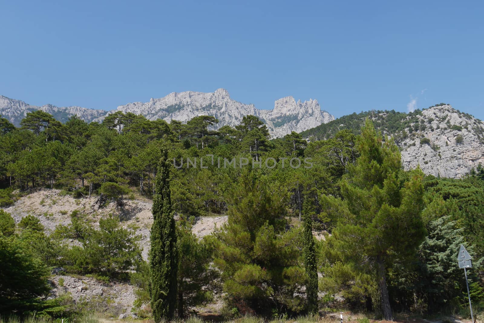 thick green trees under a blue sky on the background of high steep mountains