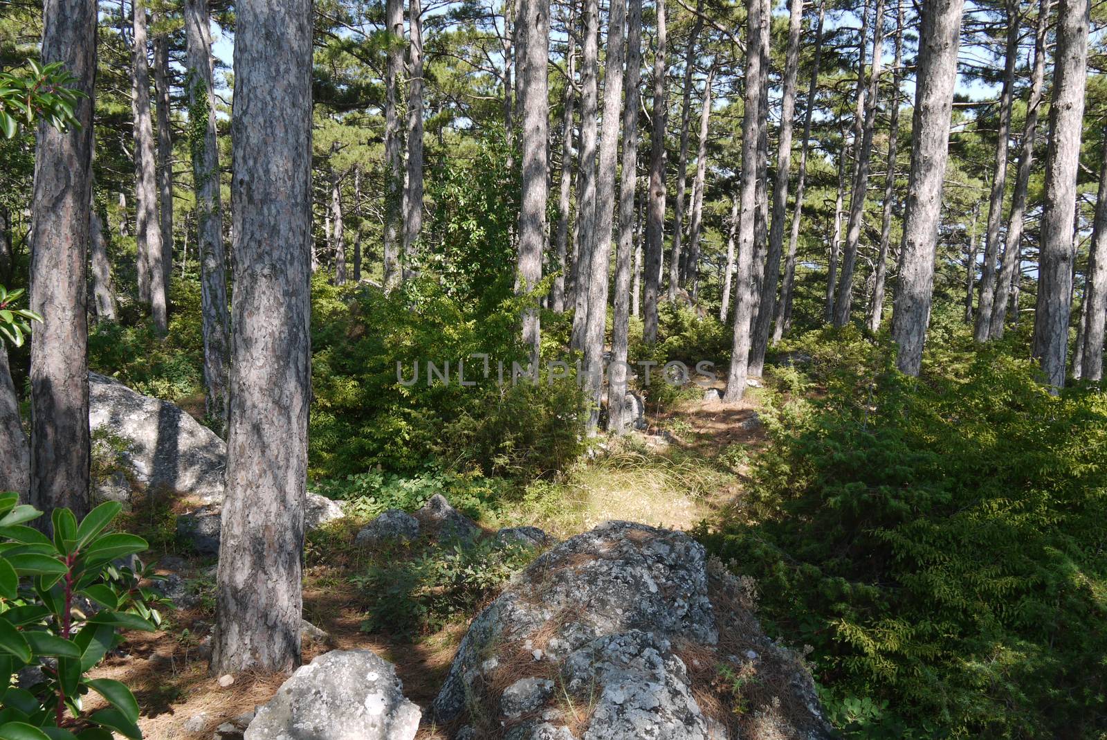 beautiful forest clearing under the sunny blue sky by Adamchuk