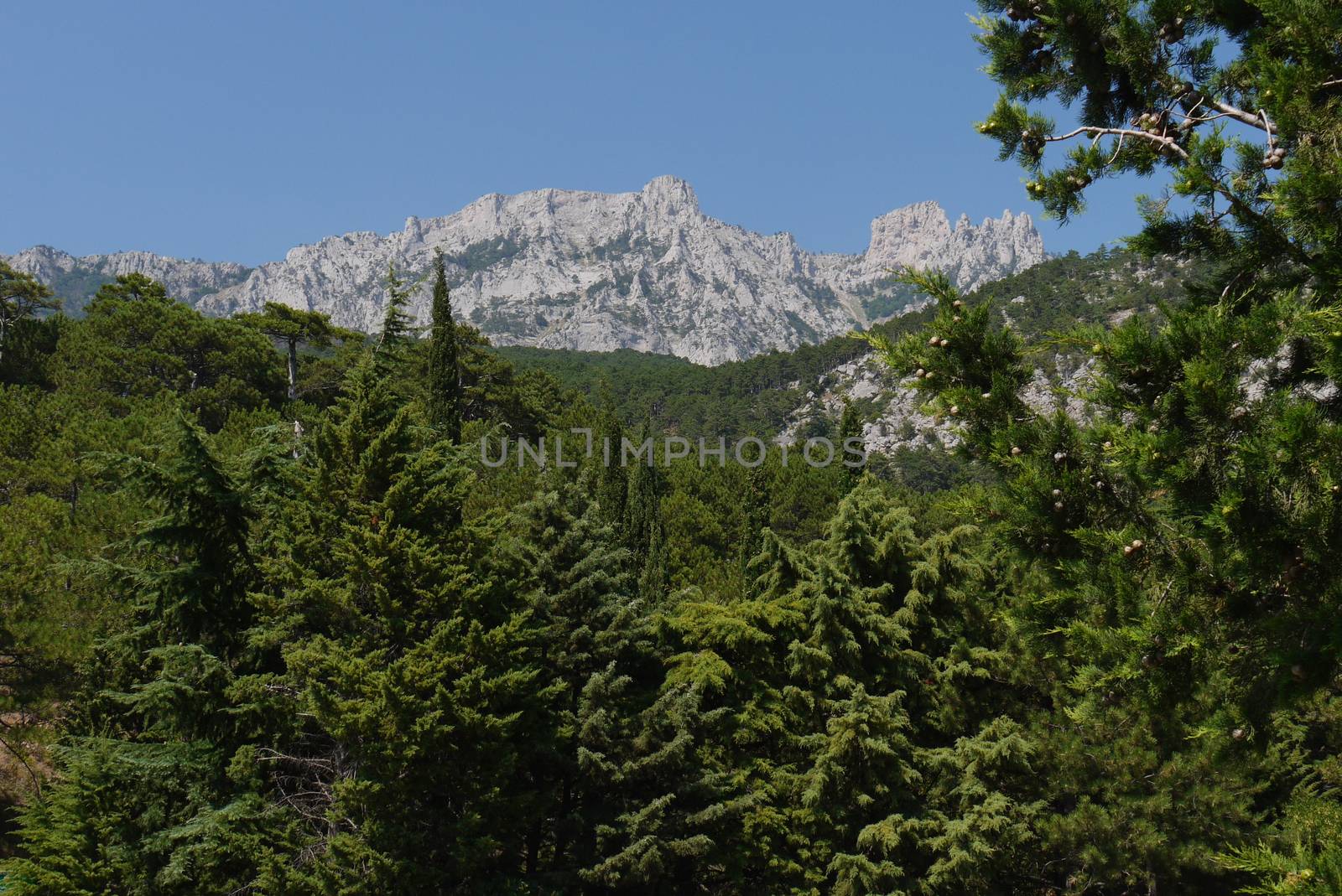 thick green trees under a blue sky on the background of high steep mountains