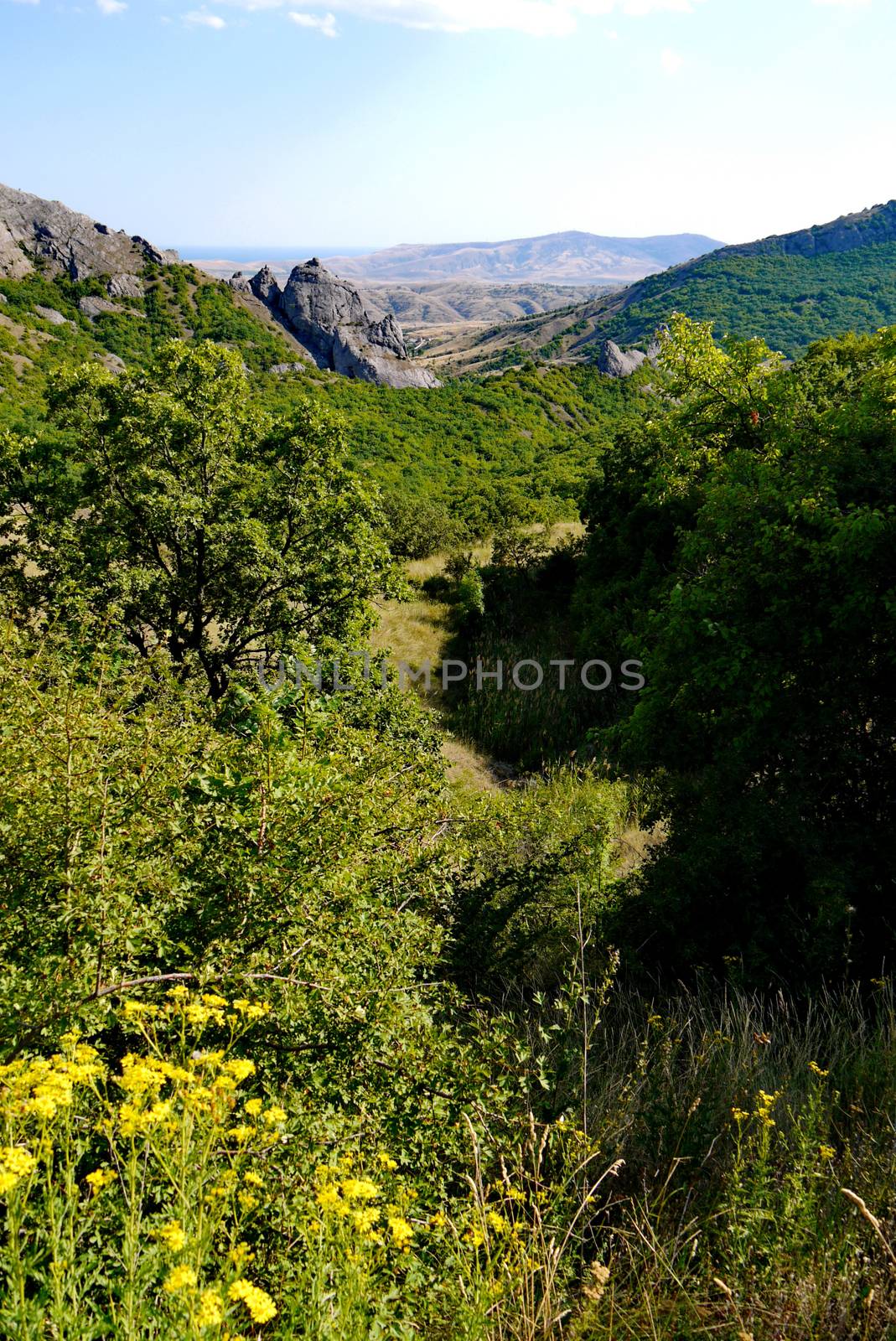 fragrant yellow flowers on the background of endless grassy slopes