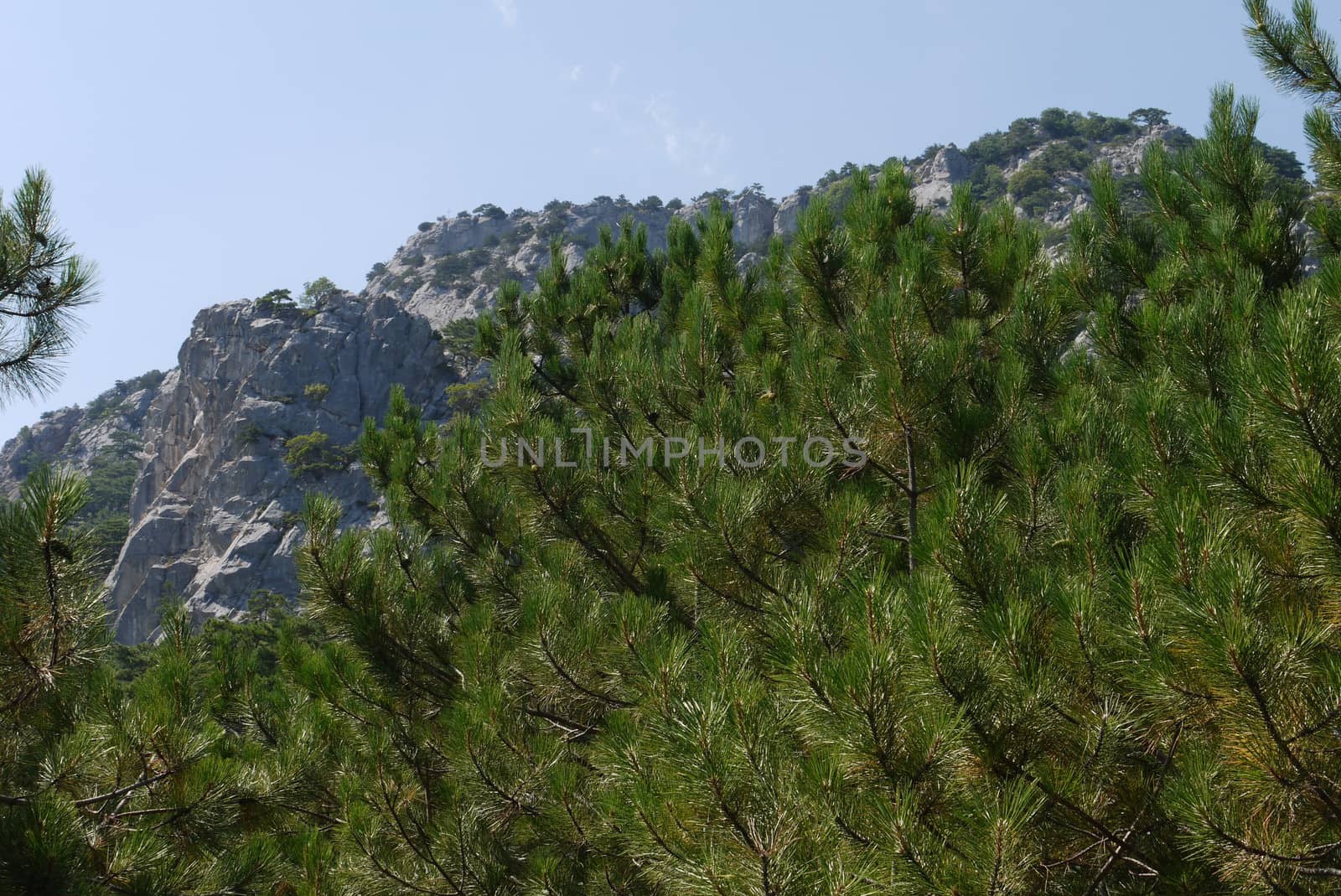 large lush trees under the blue sky on the background of grass-covered mountains by Adamchuk