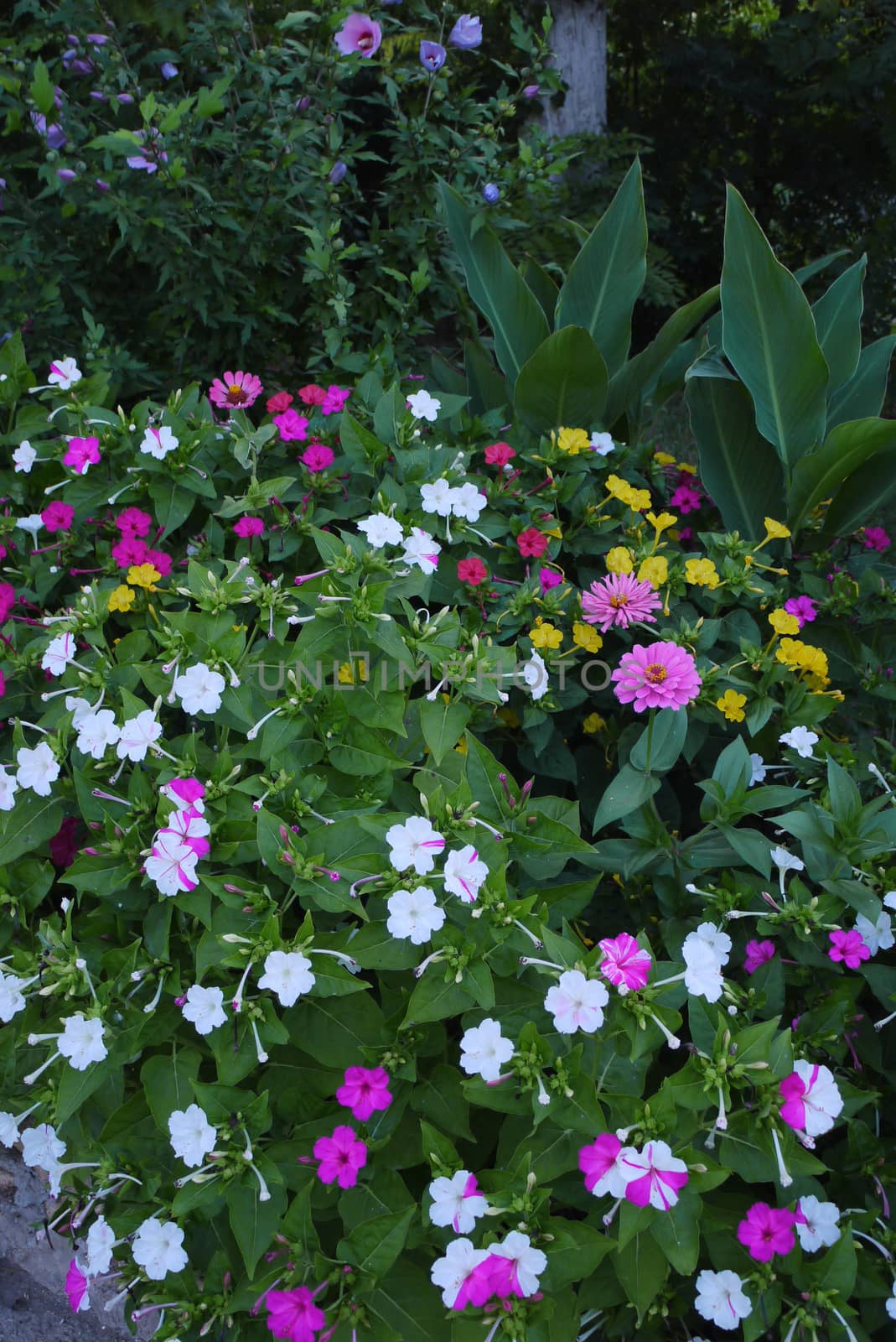 large flowerbed with yellow, red and pink flowers on the background of small green trees by Adamchuk