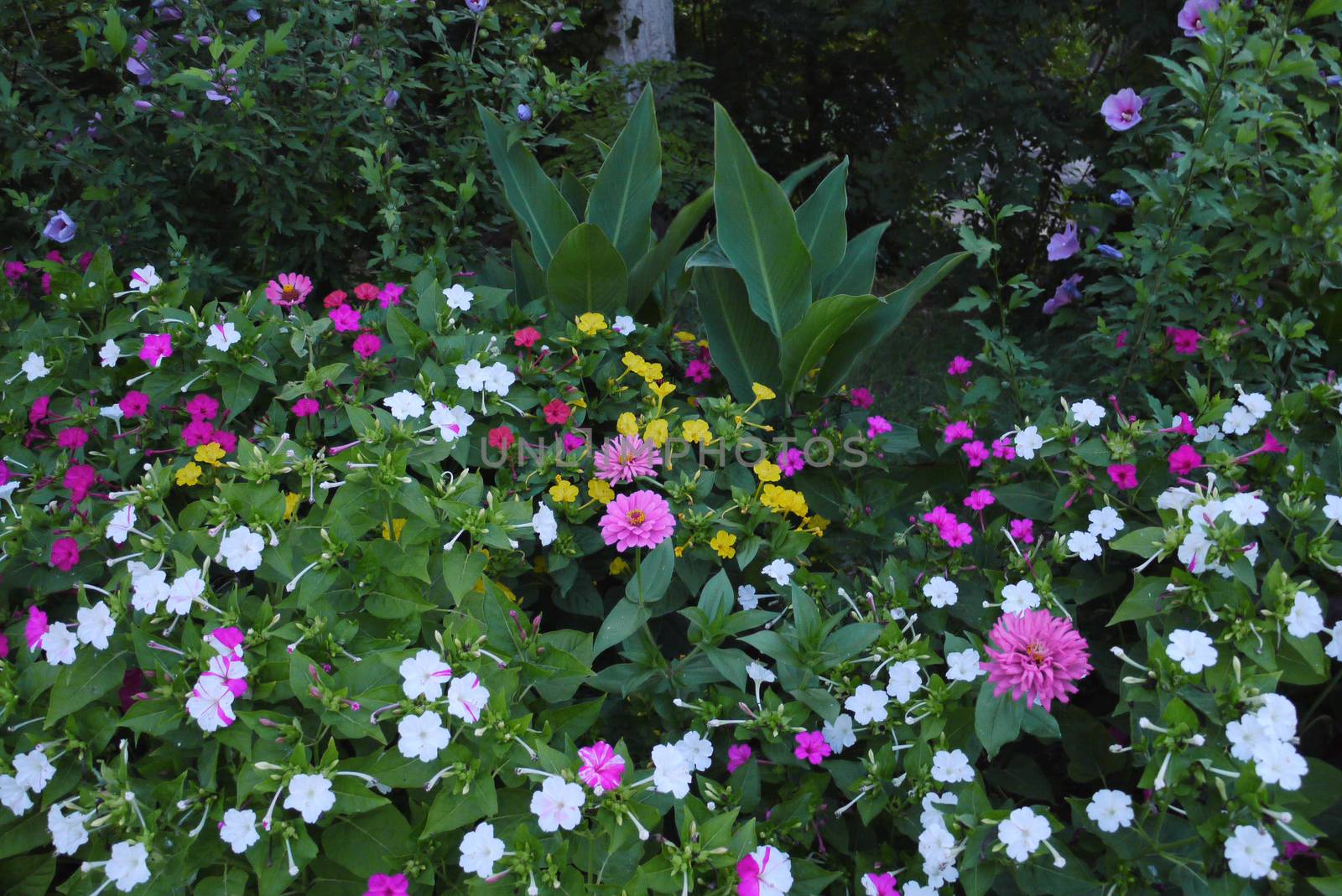 large flowerbed with yellow, red and pink flowers on the background of small green trees
