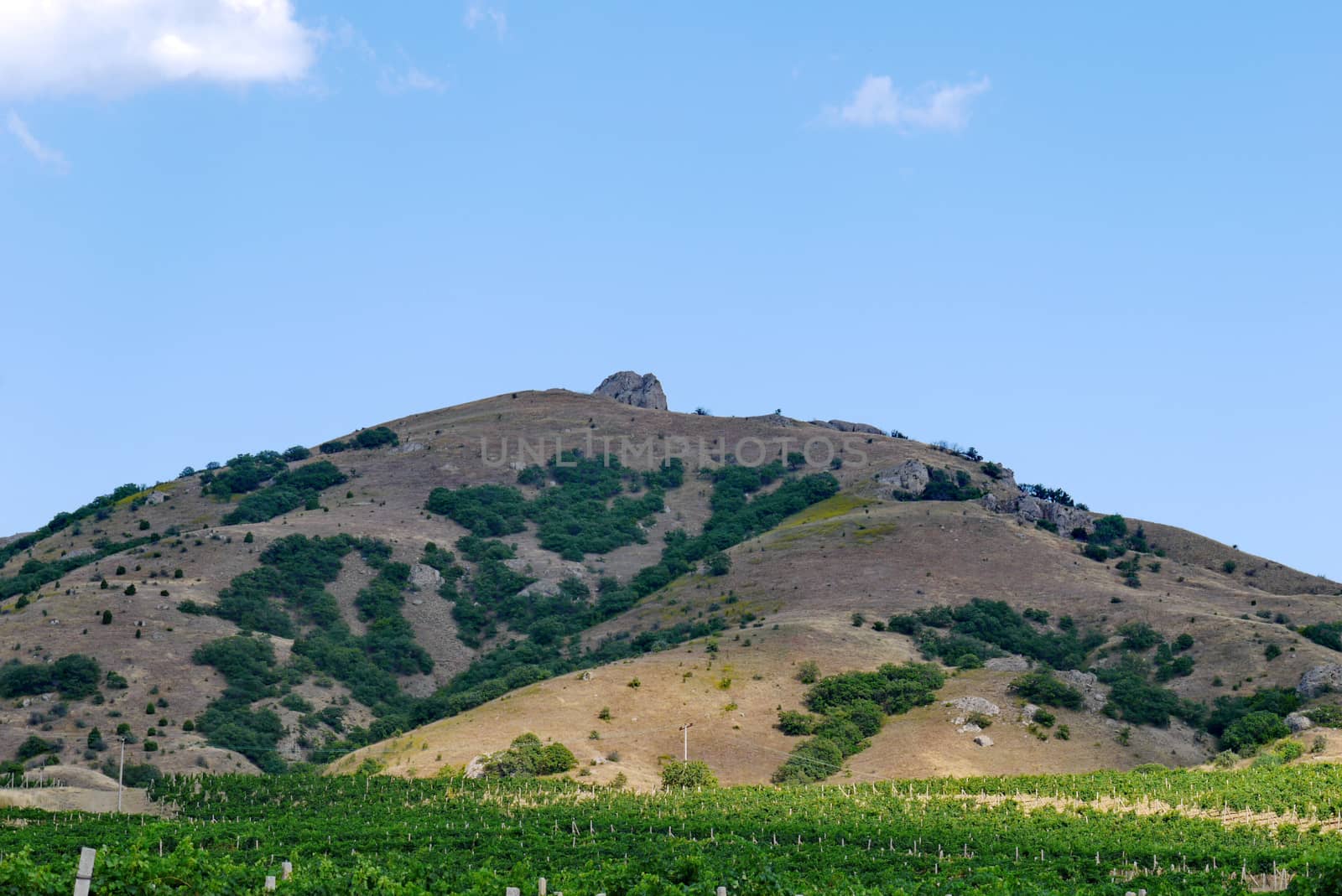 wide grape plantations under a blue sky on the background of a high steep cliff by Adamchuk