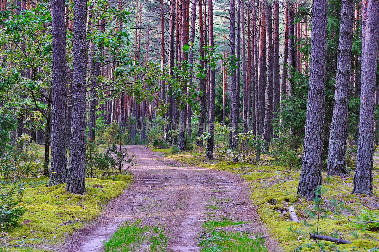 A wide path in the middle of a forest glade surrounded by tall, beautiful trees by Adamchuk