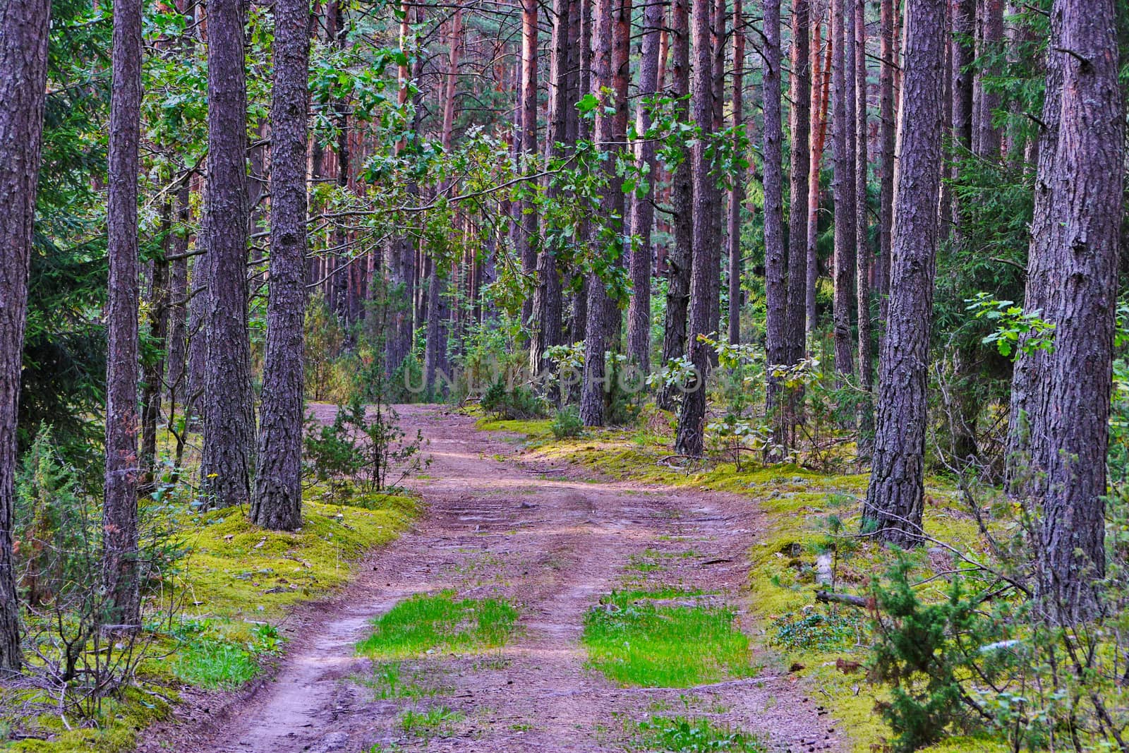 A wide path in the middle of a forest glade surrounded by tall, beautiful trees