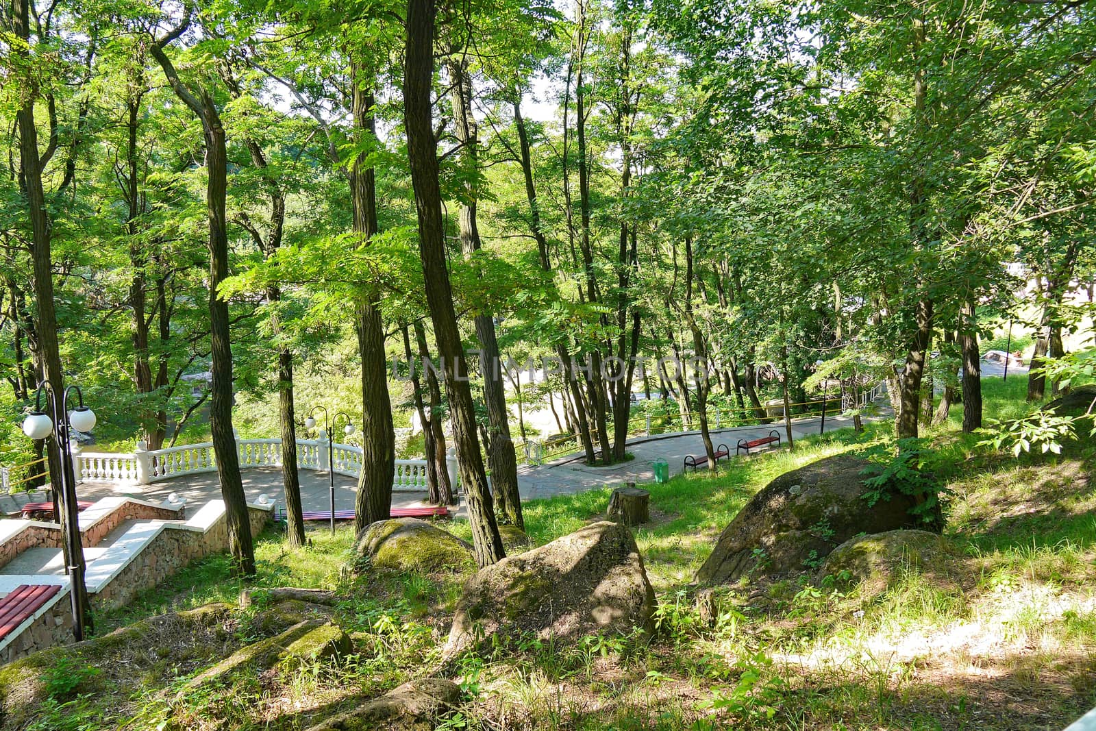 a wide path in the middle of a forest glade surrounded by high dense trees by Adamchuk