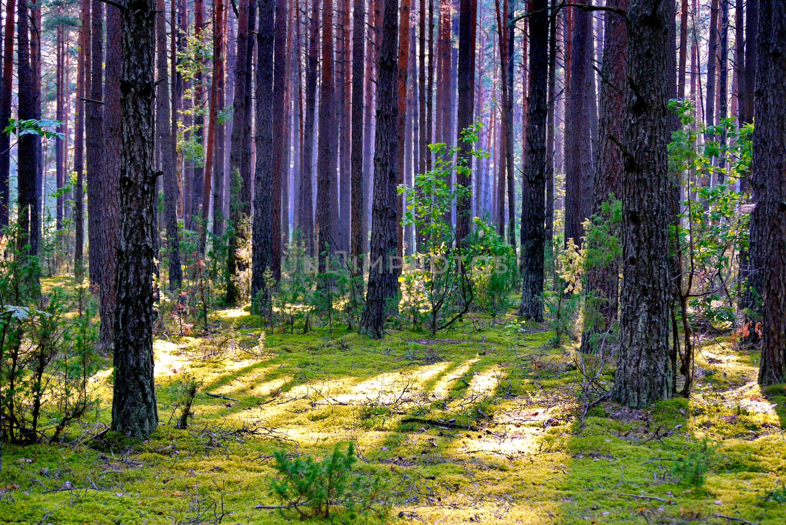 the forest lawn is covered with grass and high with slender trees