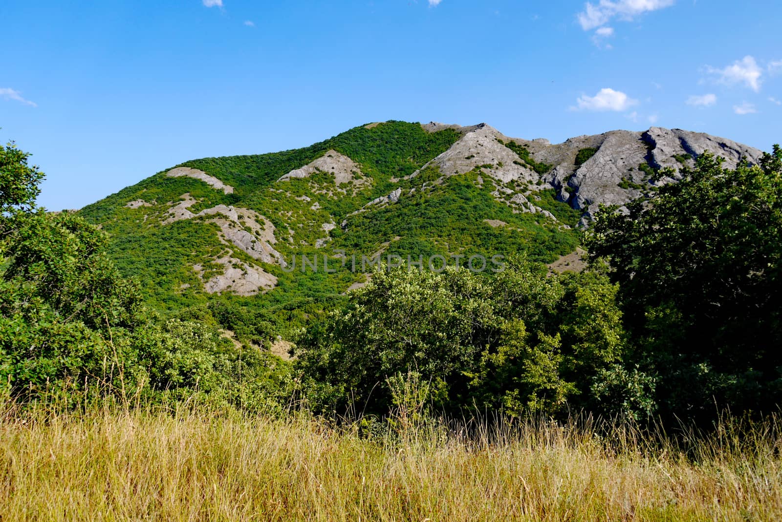 wide green bushes on the background of grass-covered mountains under the blue sky by Adamchuk