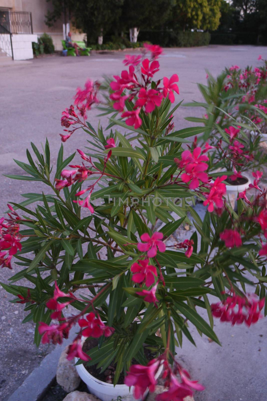 beautiful pink flower on the background of a small modern building