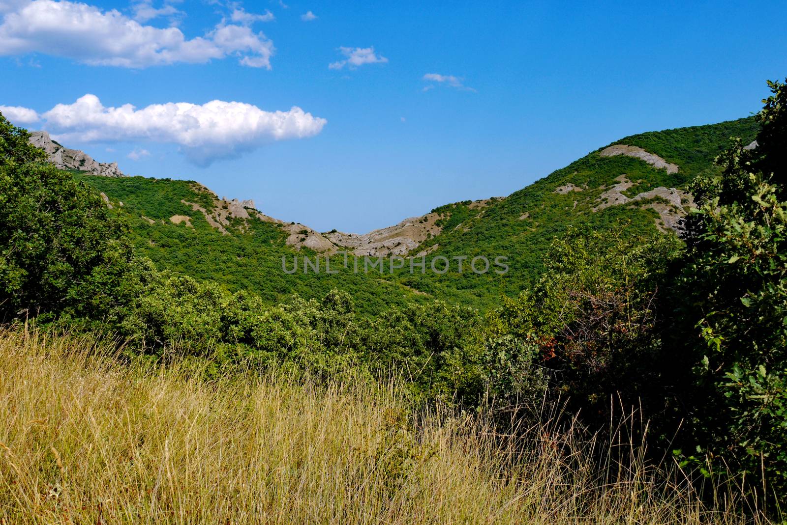 wide green bushes on the background of grass-covered mountains under the blue sky