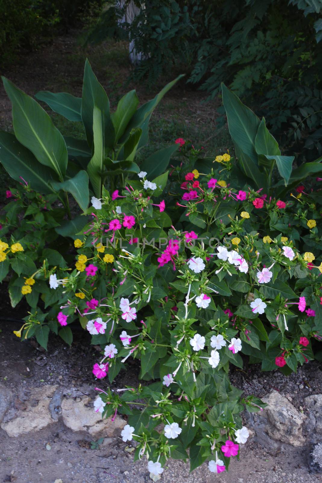 large flowerbed with yellow, red and pink flowers on the background of small green trees