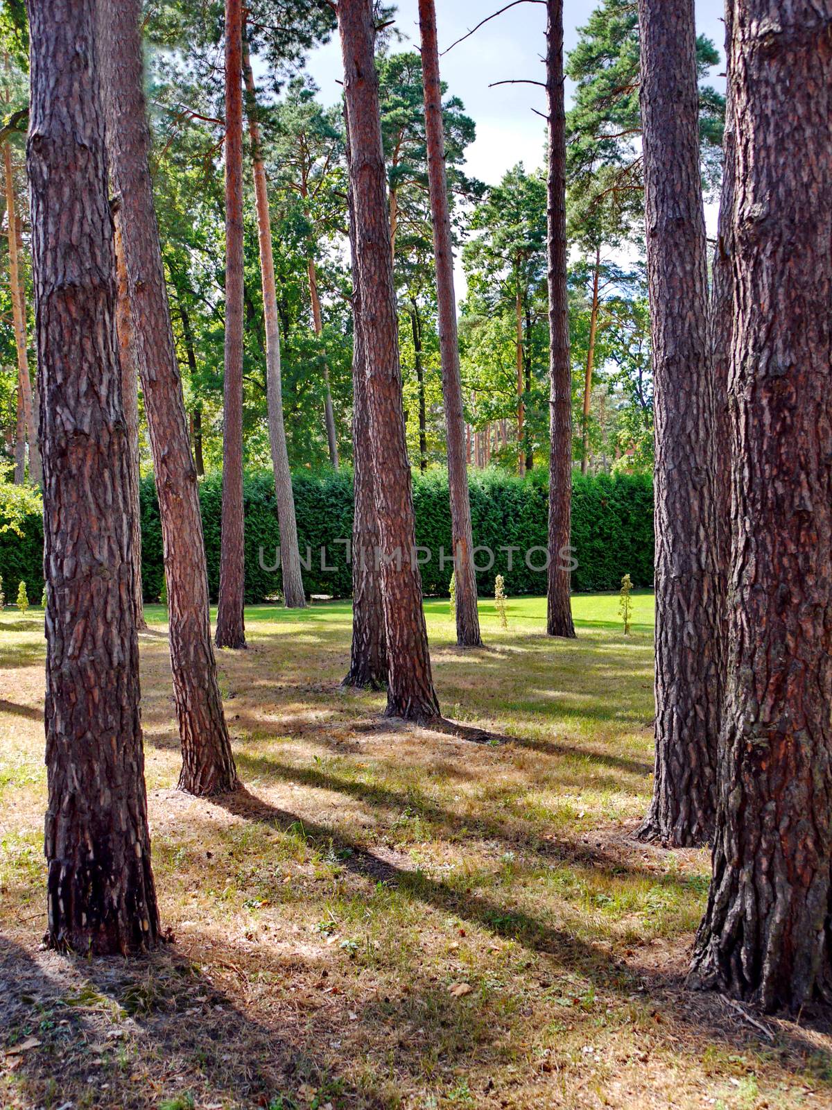 beautiful forest meadow with tall, slender trees