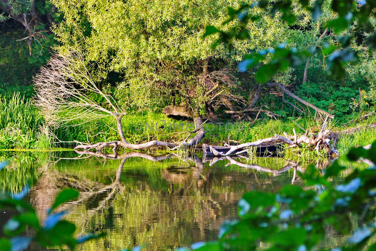 beautiful shiny pond on the back of a thick lush forest by Adamchuk