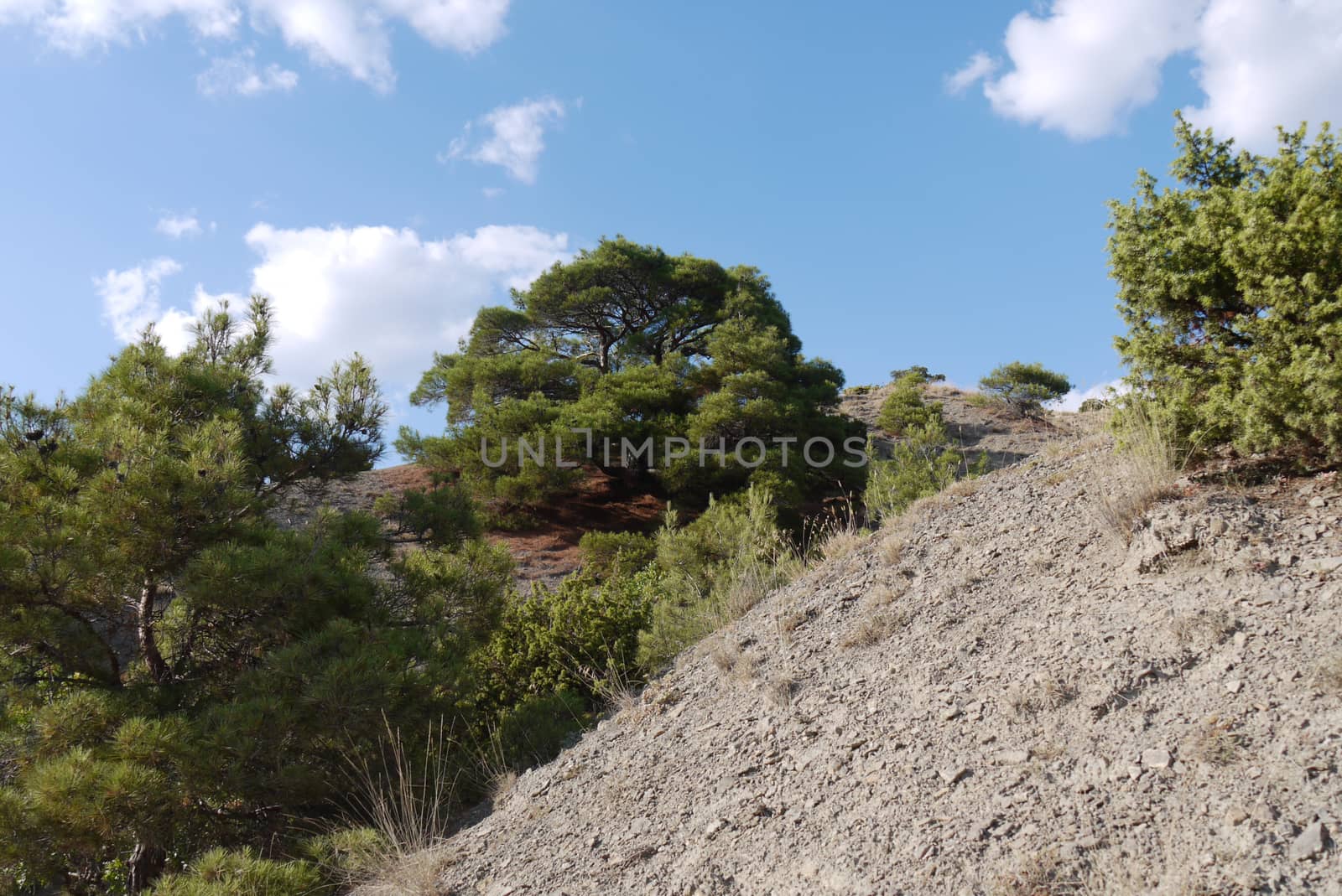 A large broad tree on a steep slope covered with grass on the background of a blue sky by Adamchuk