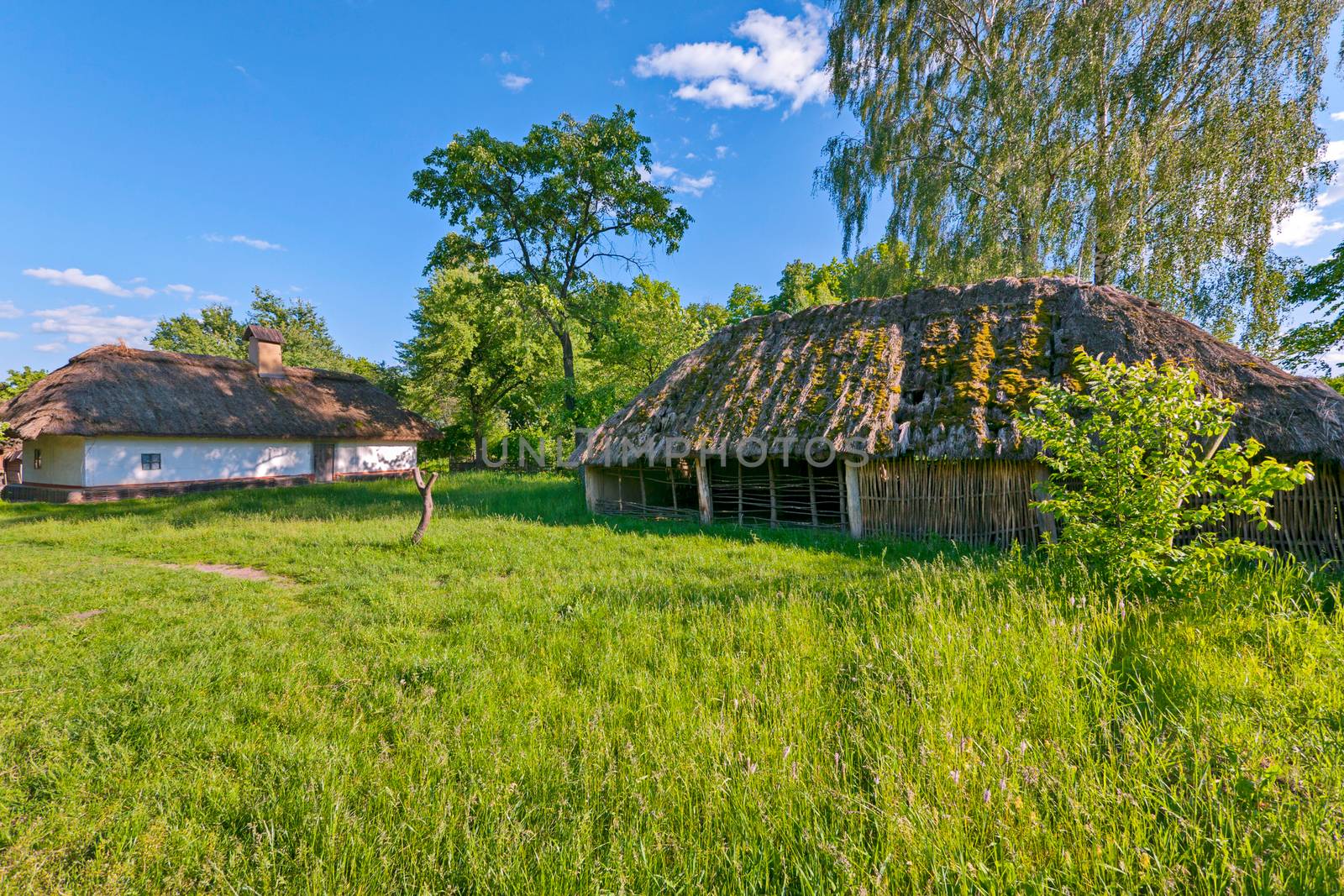 A green meadow with tall trees and Ukrainian strips with a thatched roof by Adamchuk