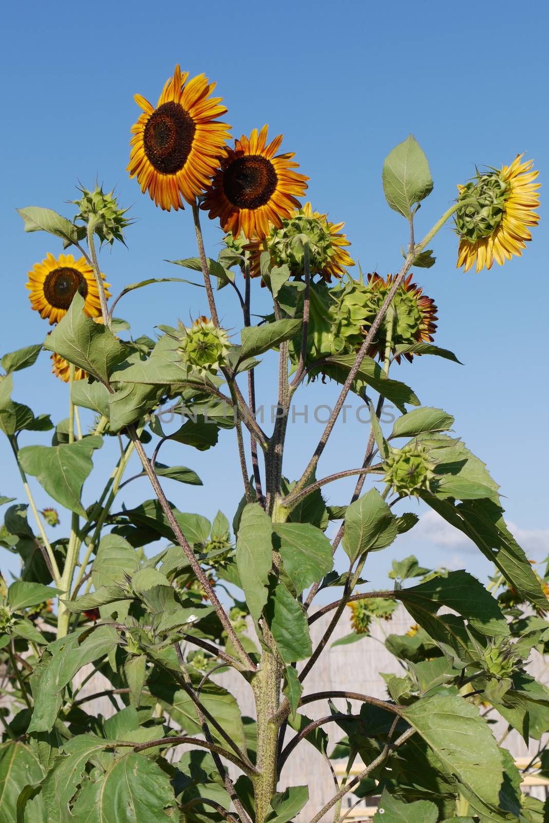 Tall good sunflowers on the background of a clean blue sky by Adamchuk