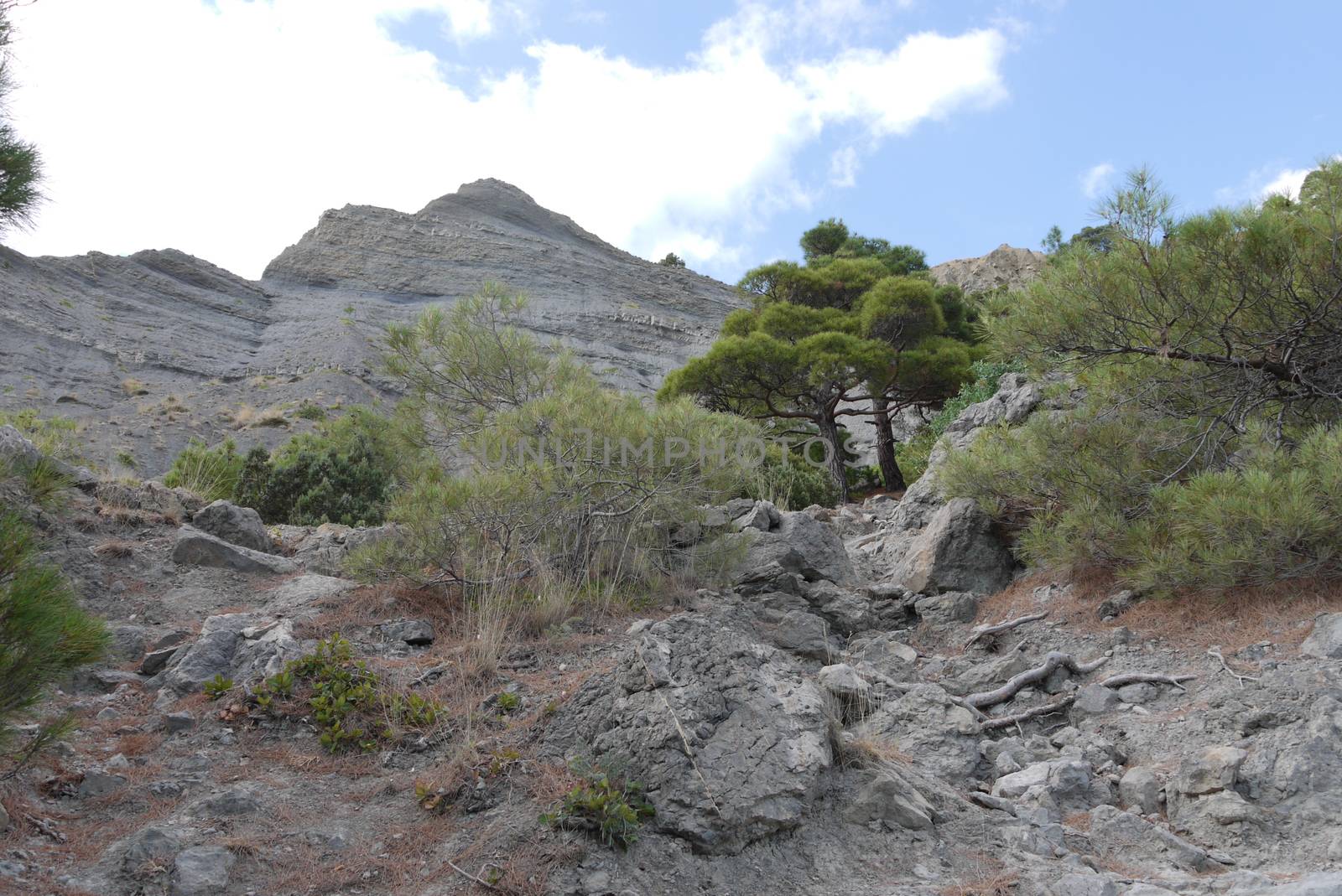 high acute cliff covered with trees on the blue sky background by Adamchuk