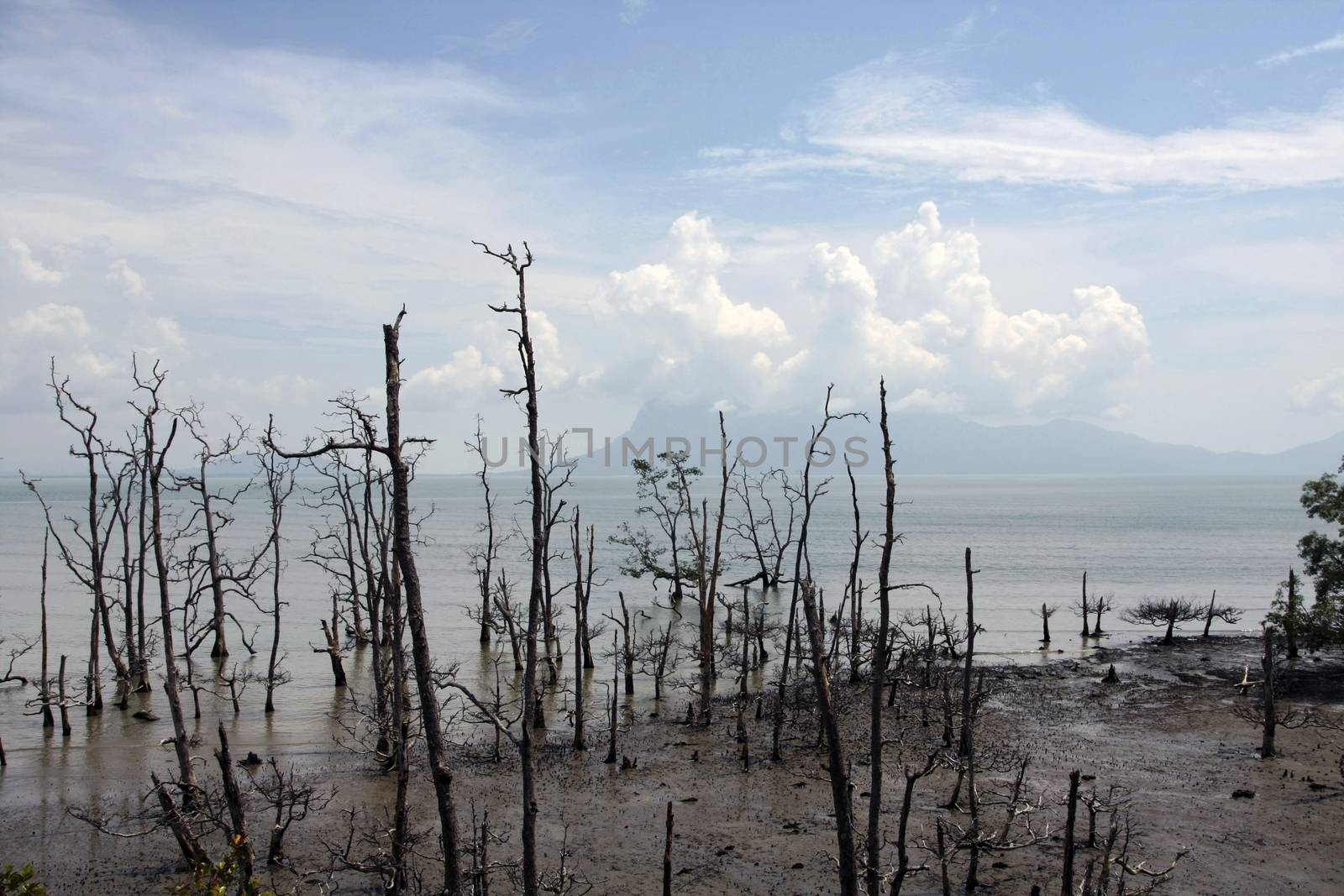 dead mangroves in sarawak by davincidig