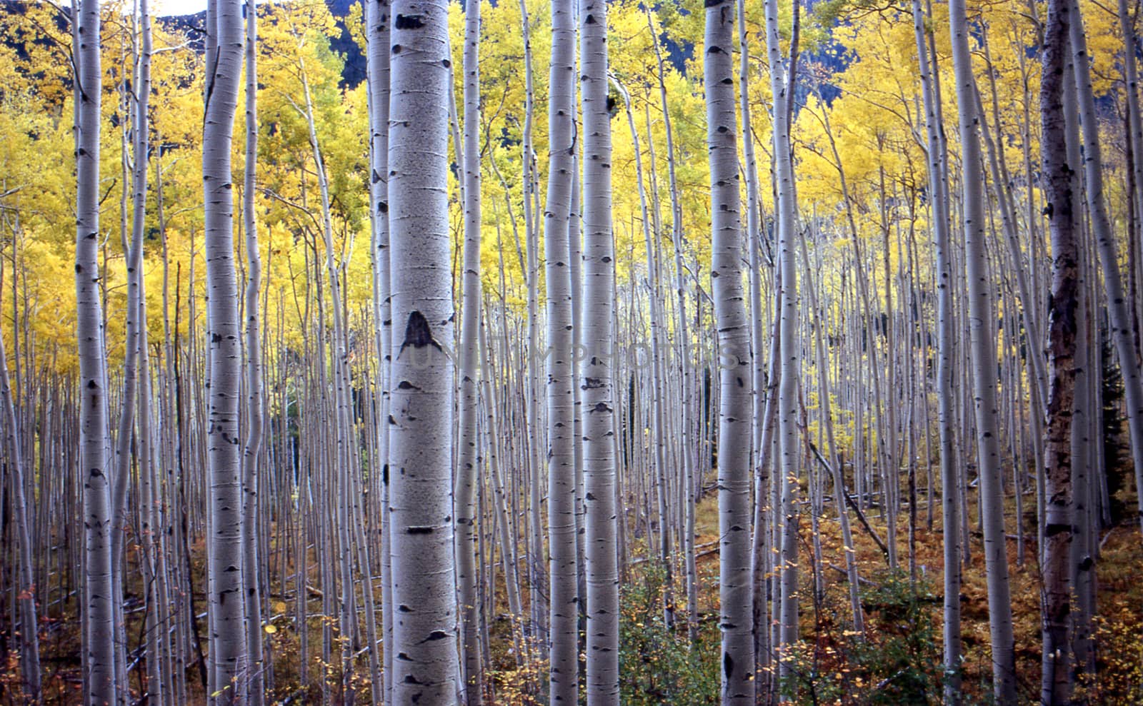 aspen trees in fall  by davincidig