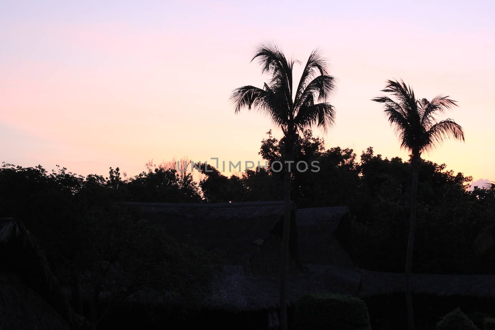 Black silhouettes of palm trees on a pink sky background