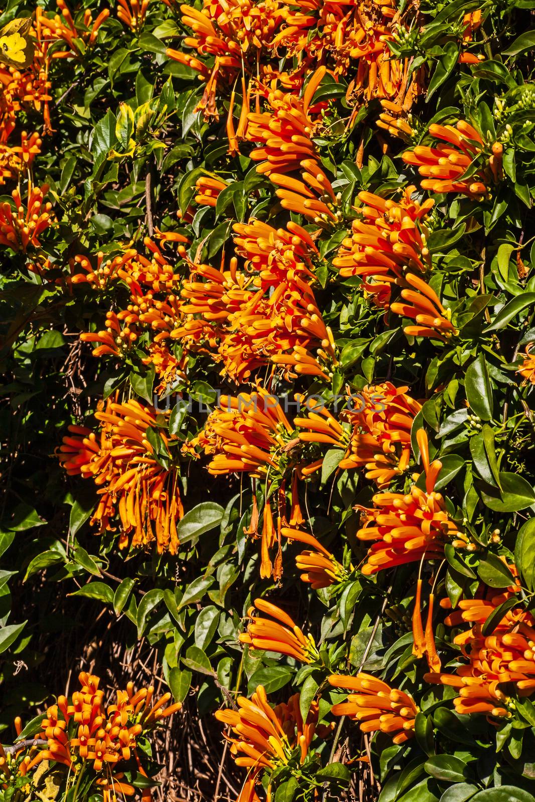 A wall of bright orange flowers 1 by kobus_peche